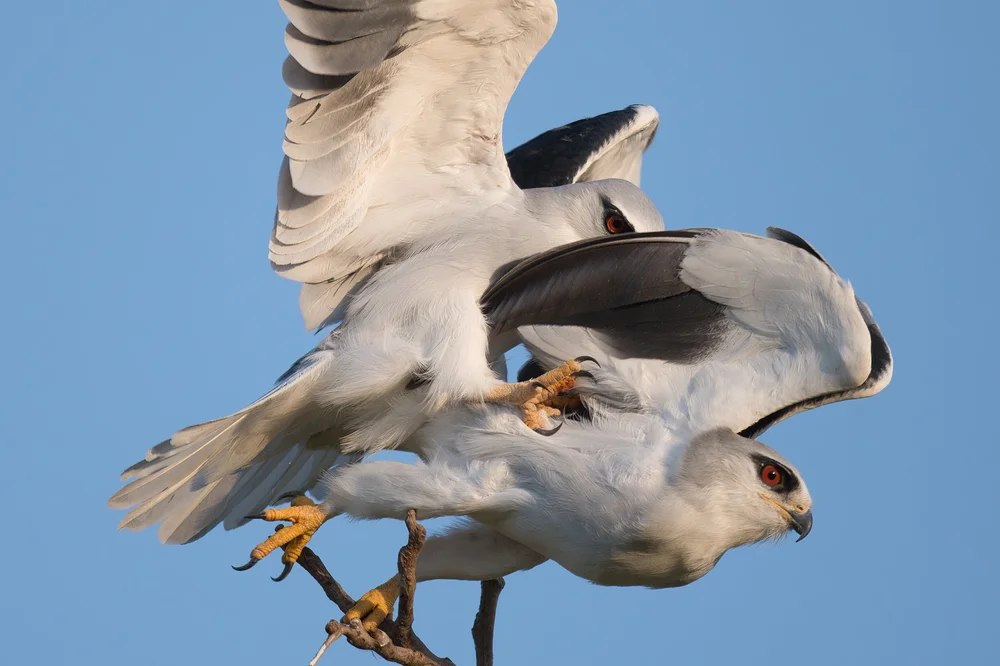 Black-winged Kite Mating