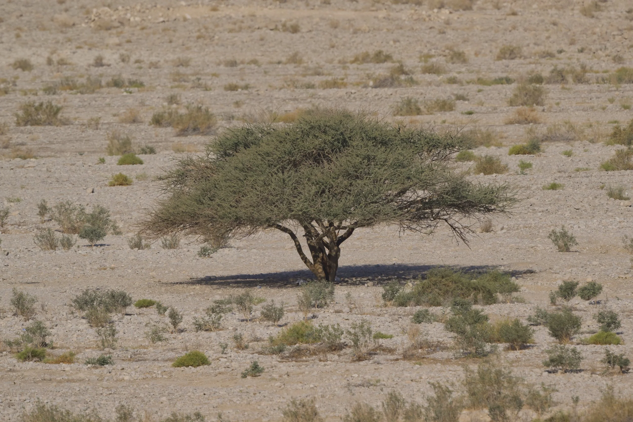 Z09_2851-Jebel Jais.jpeg