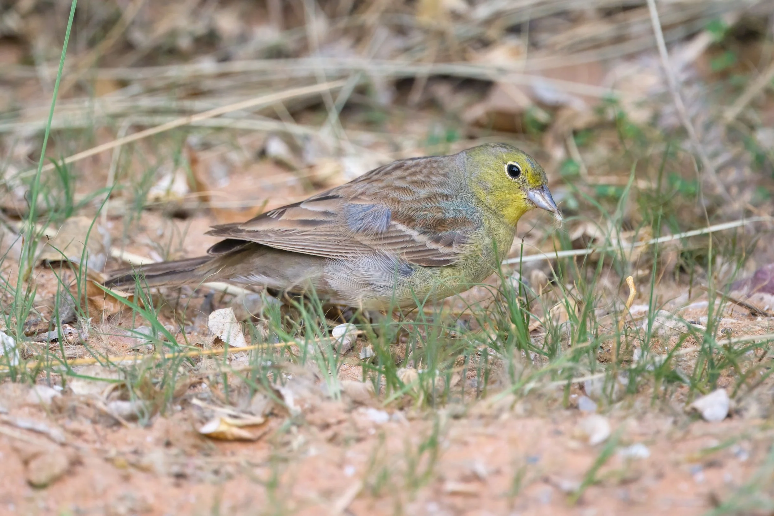 Cinereous Bunting | درسة شامية | Emberiza cineracea