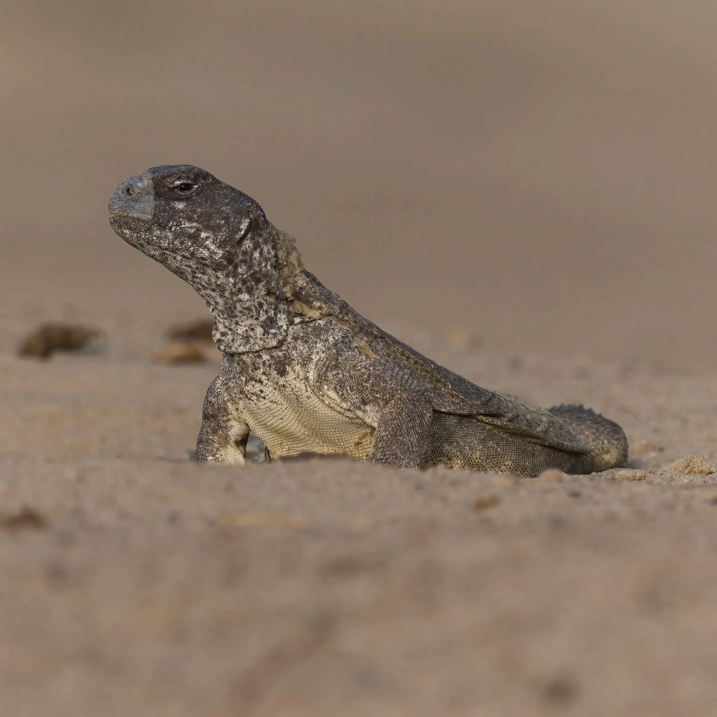 Egyptian Spiny-tailed Lizard (Uromastyx aegyptica microlepis)