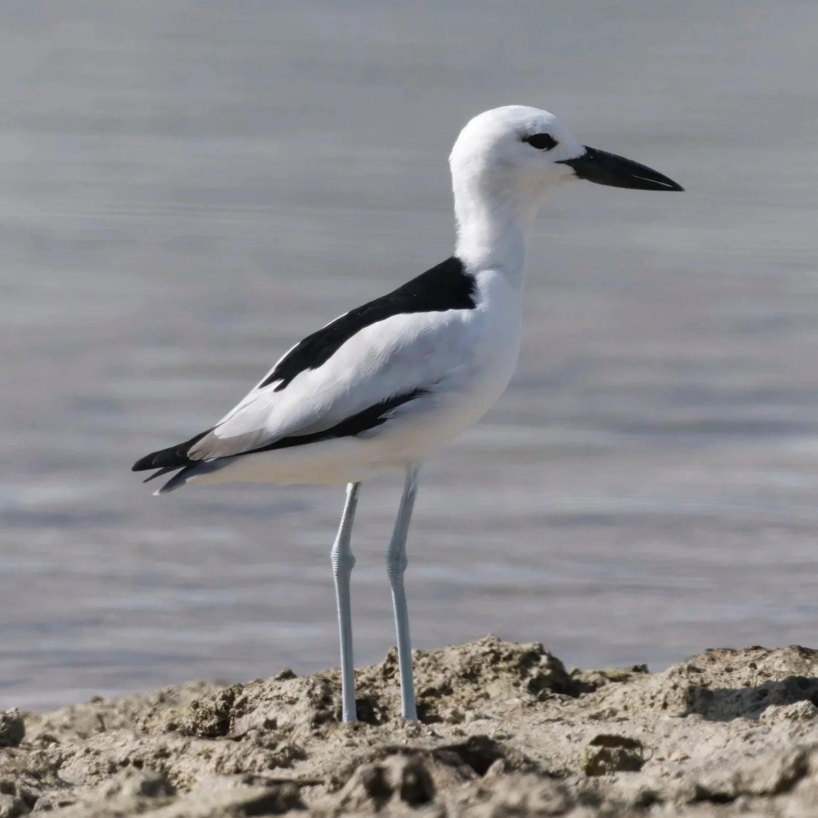Birds of UAE