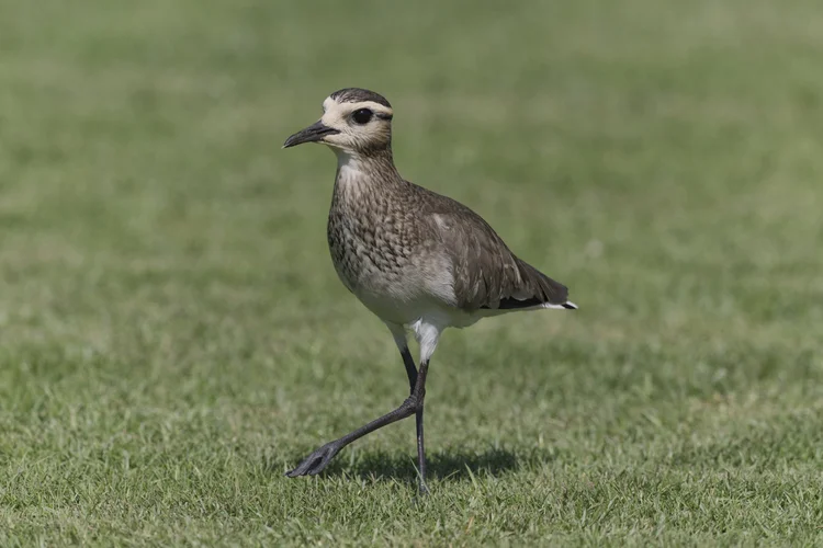 Sociable Lapwing, UAE