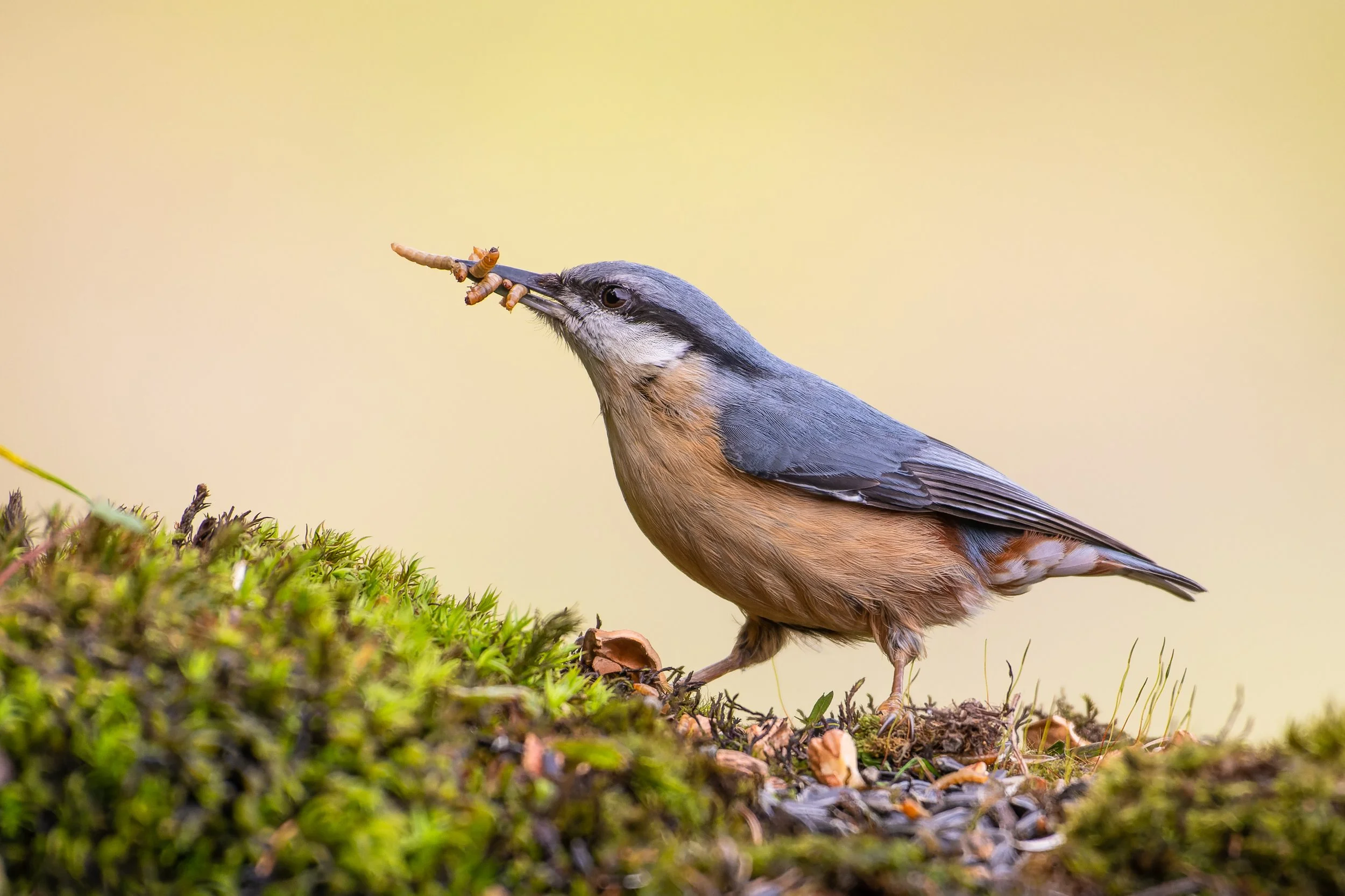 Eurasian Nuthatch - Romania Wildlife