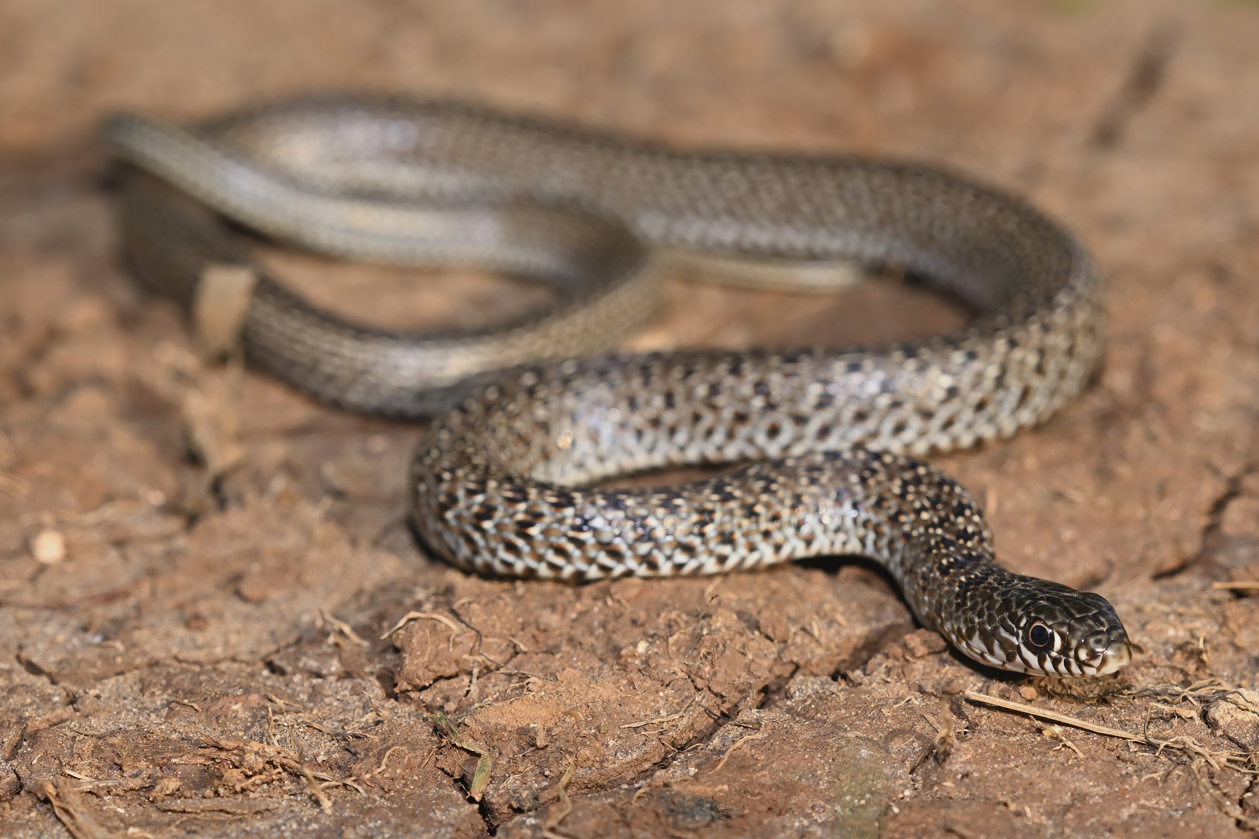 Juvenile Large Whip Snake (Dolichophis jugularis)