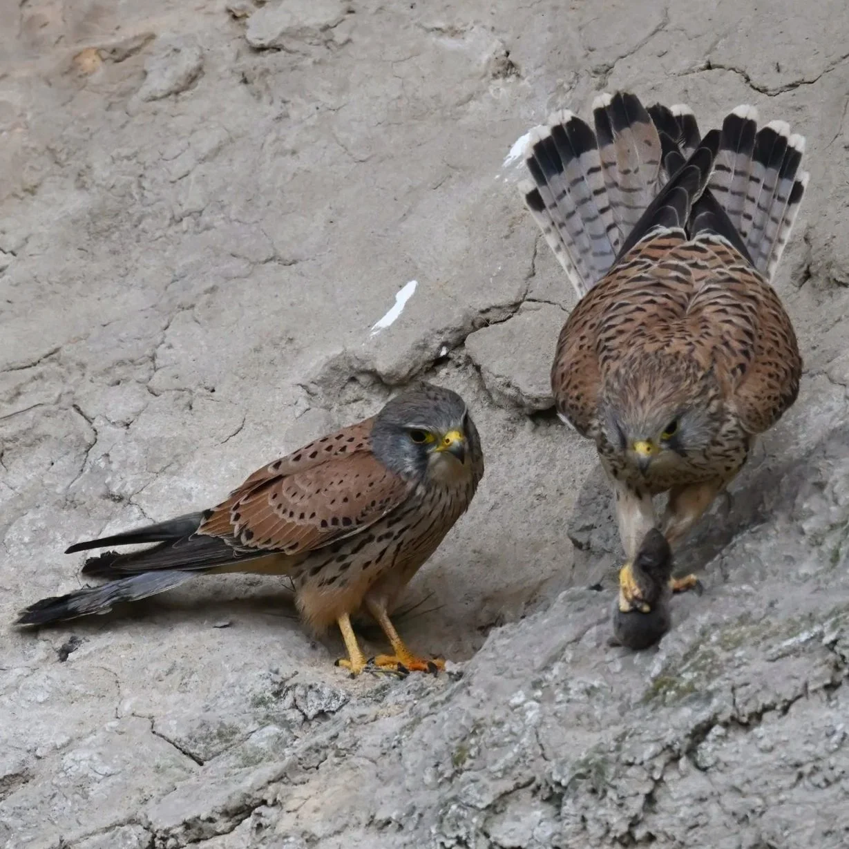 Birds of UAE