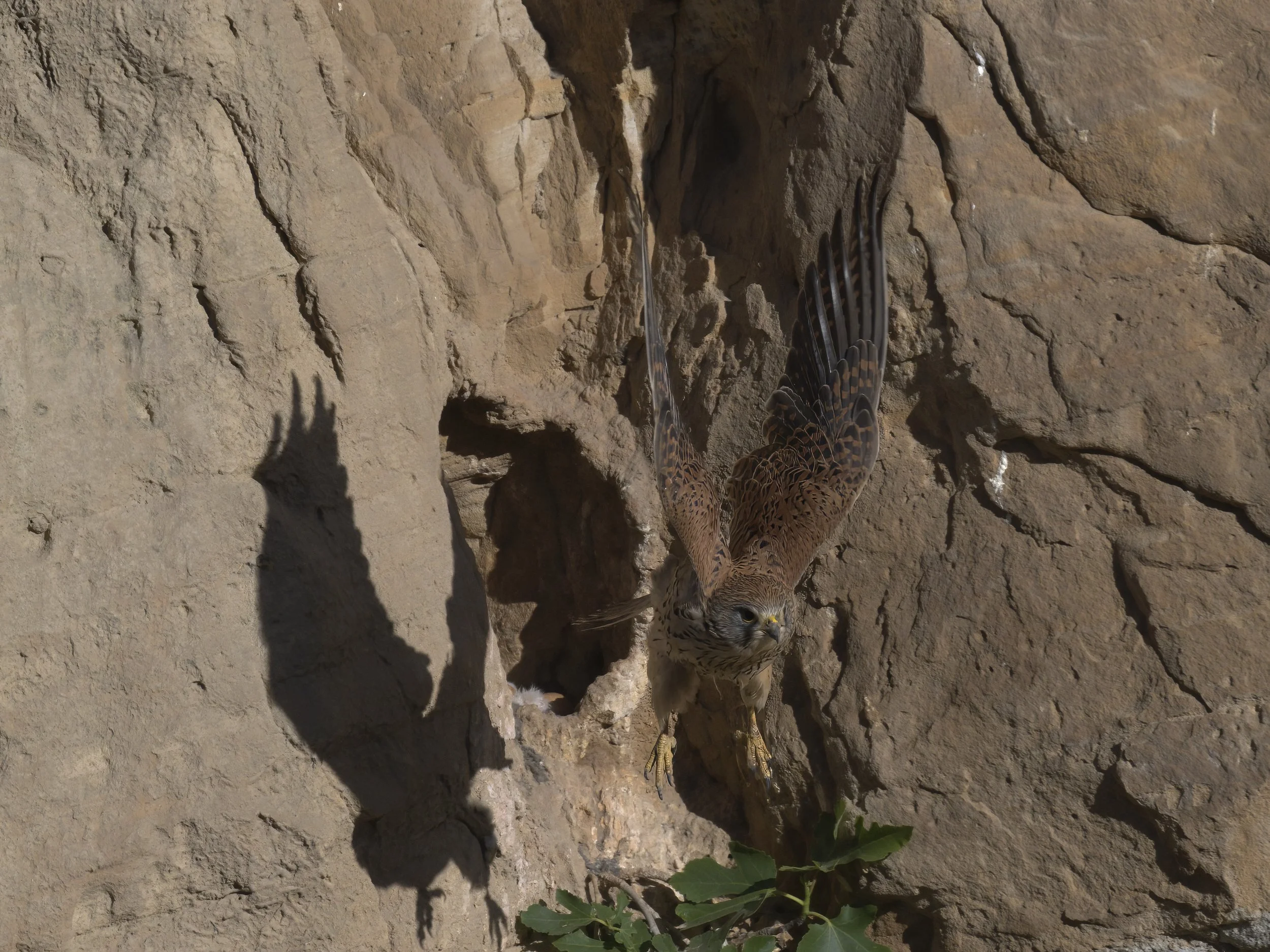 Wildlife documentary Lebanon