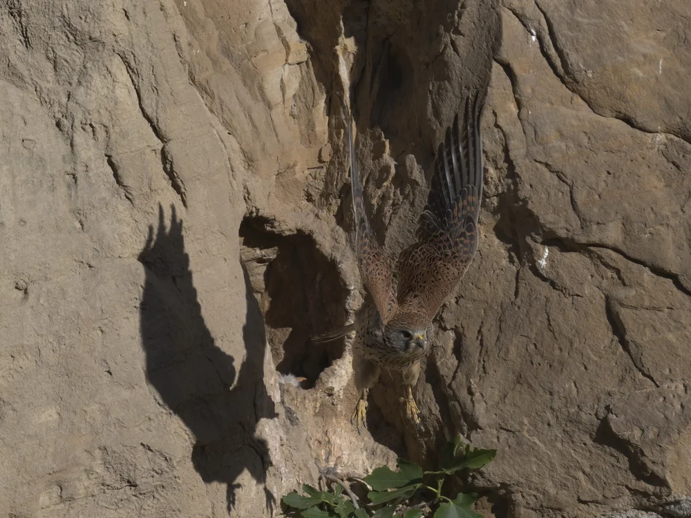 Eurasian Kestrel — Eurasian Kestrel Leaving The Nest