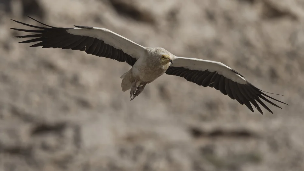 Egyptian Vulture Colony Jebel Hafeet UAE