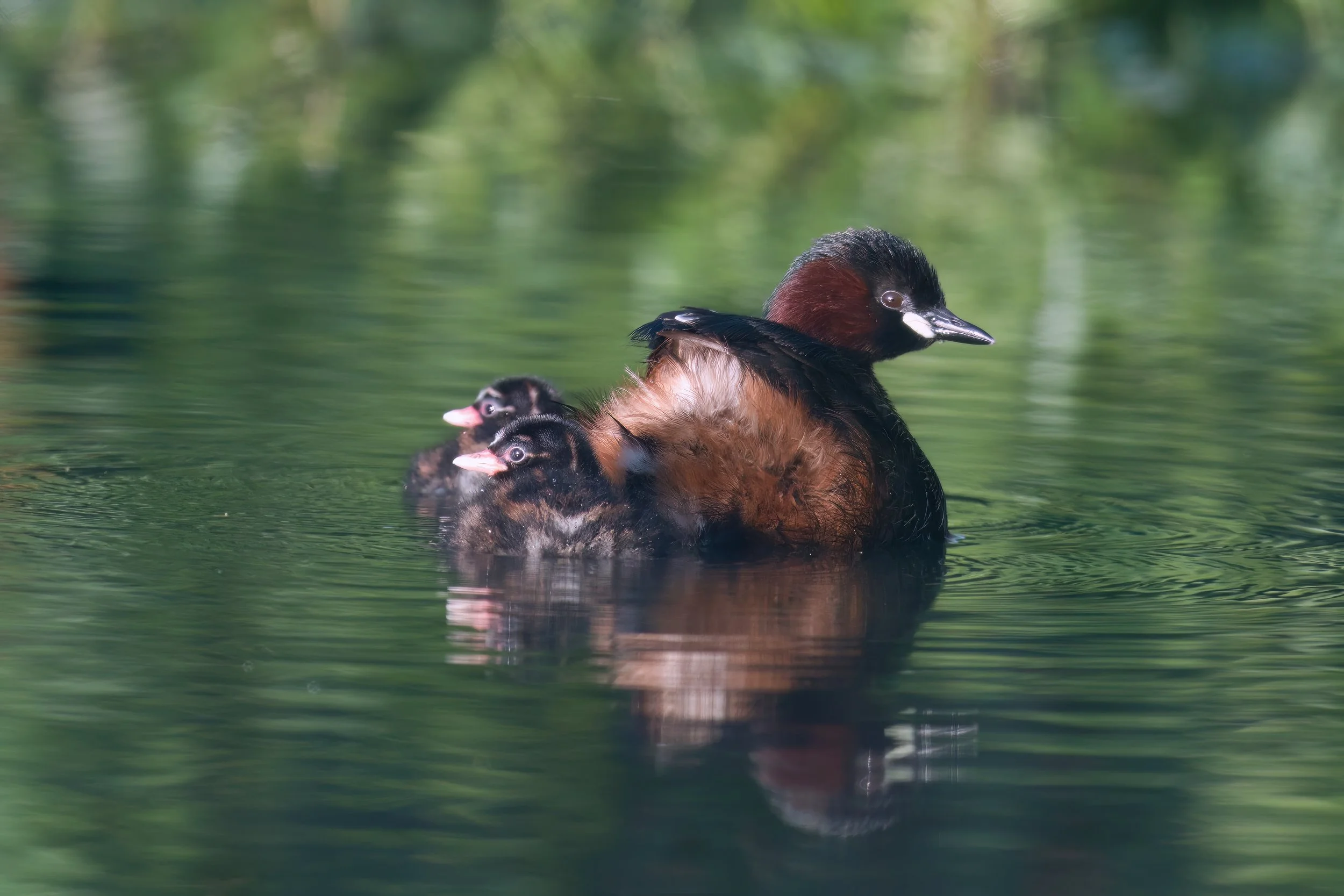 Little Grebe D54_1009.jpeg