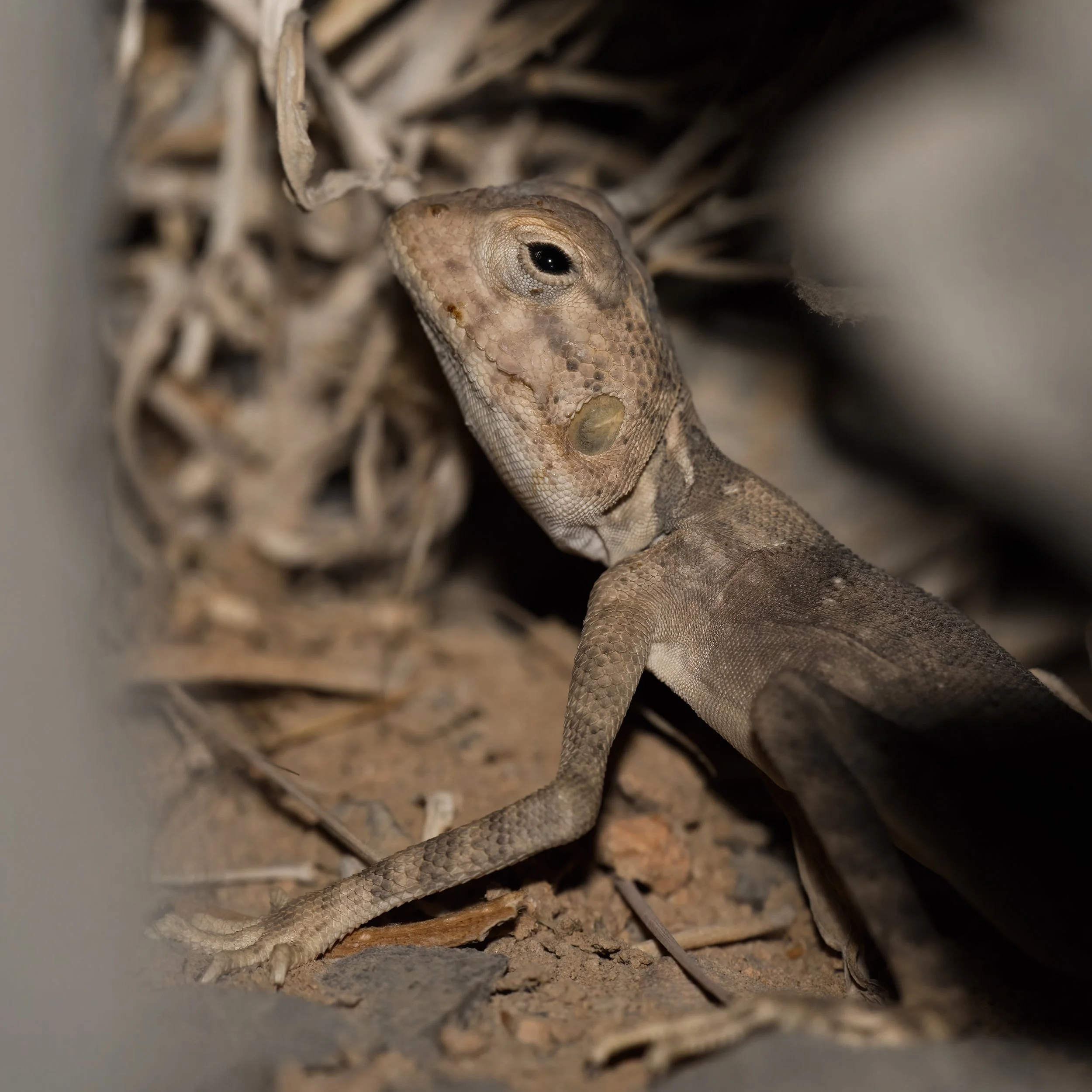 Hajar Rock Agama \ Pseudotrapelus jensvindumi