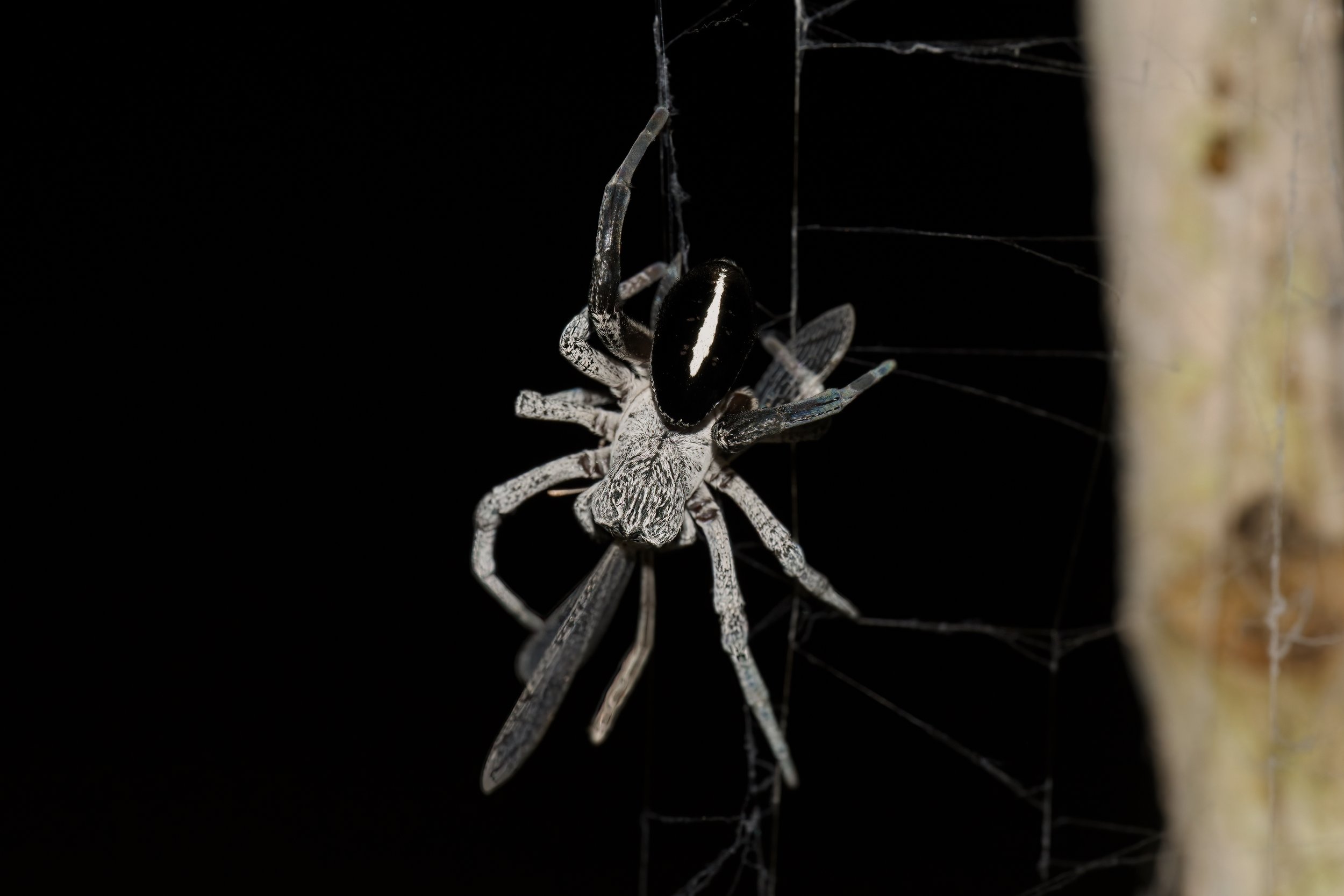 Desert Velvet Spider | العنكبوت المخملي الصحراوي | Stegodyphus lineatus