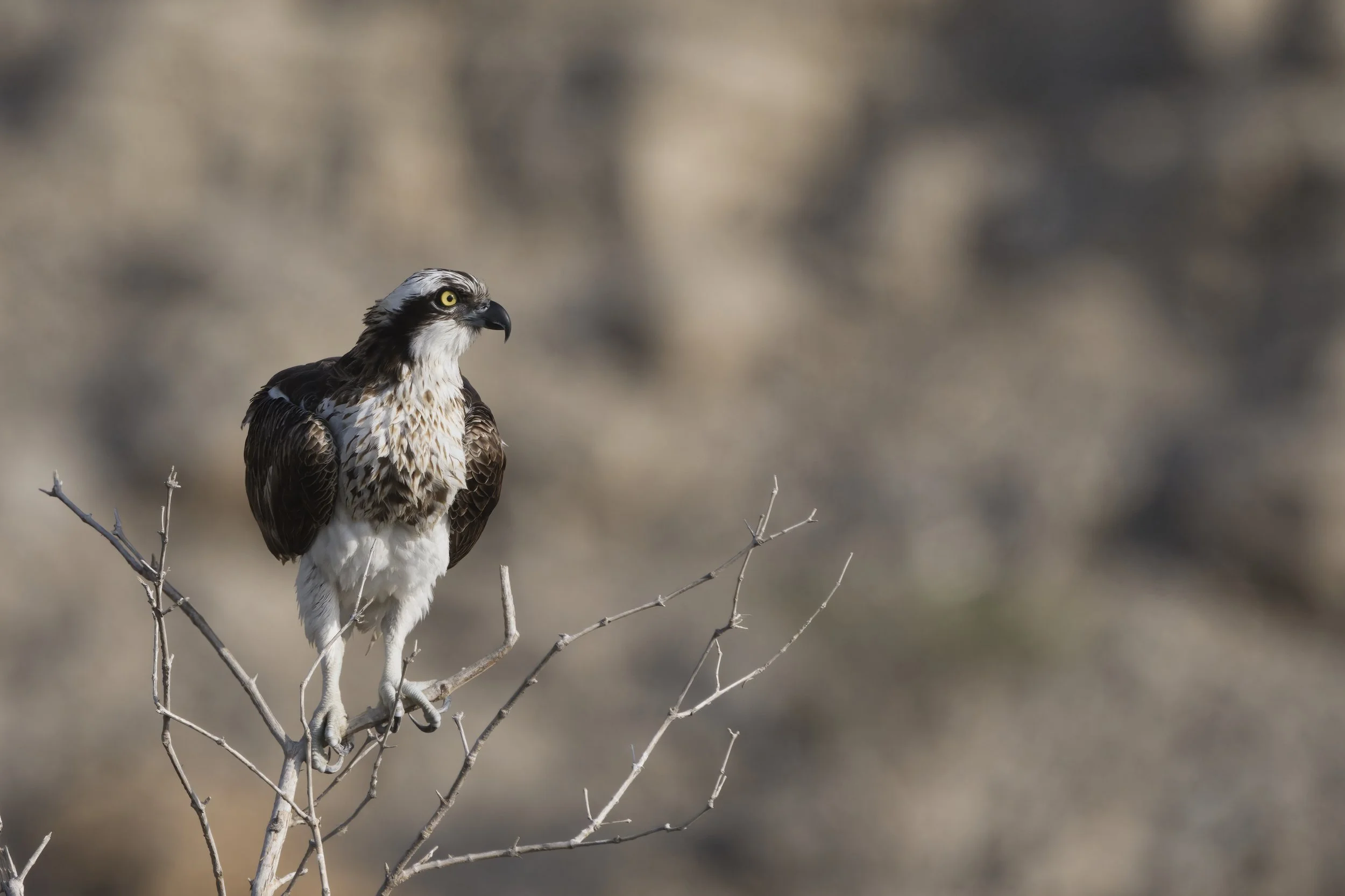 Birds watching trips UAE