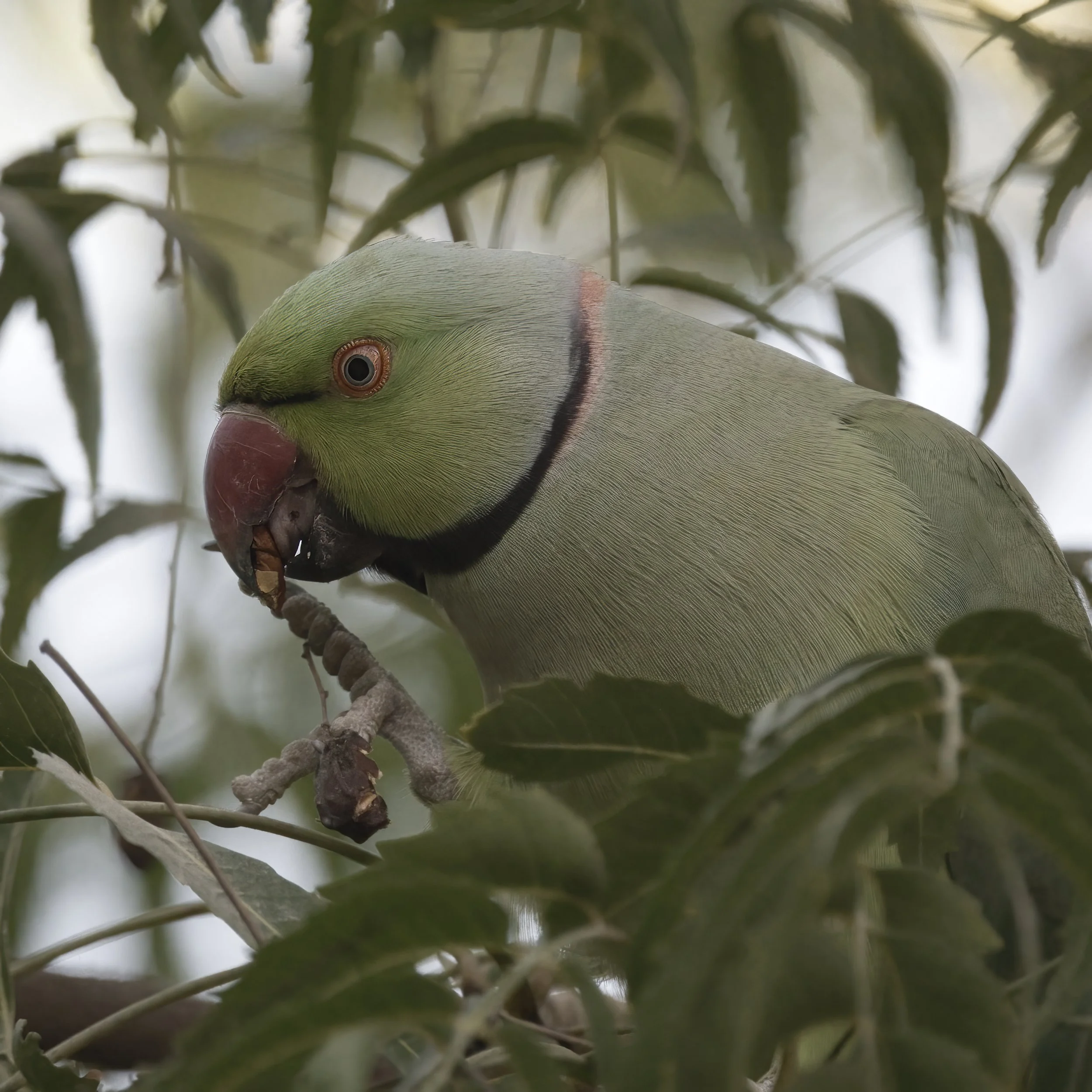 Rose-ringed Parakeet (Alexandrinus krameri)