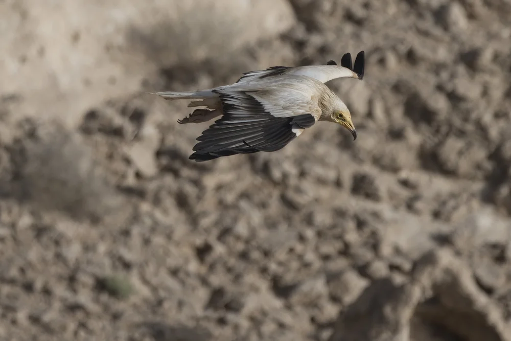 Egyptian Vulture Colony Jebel Hafeet UAE