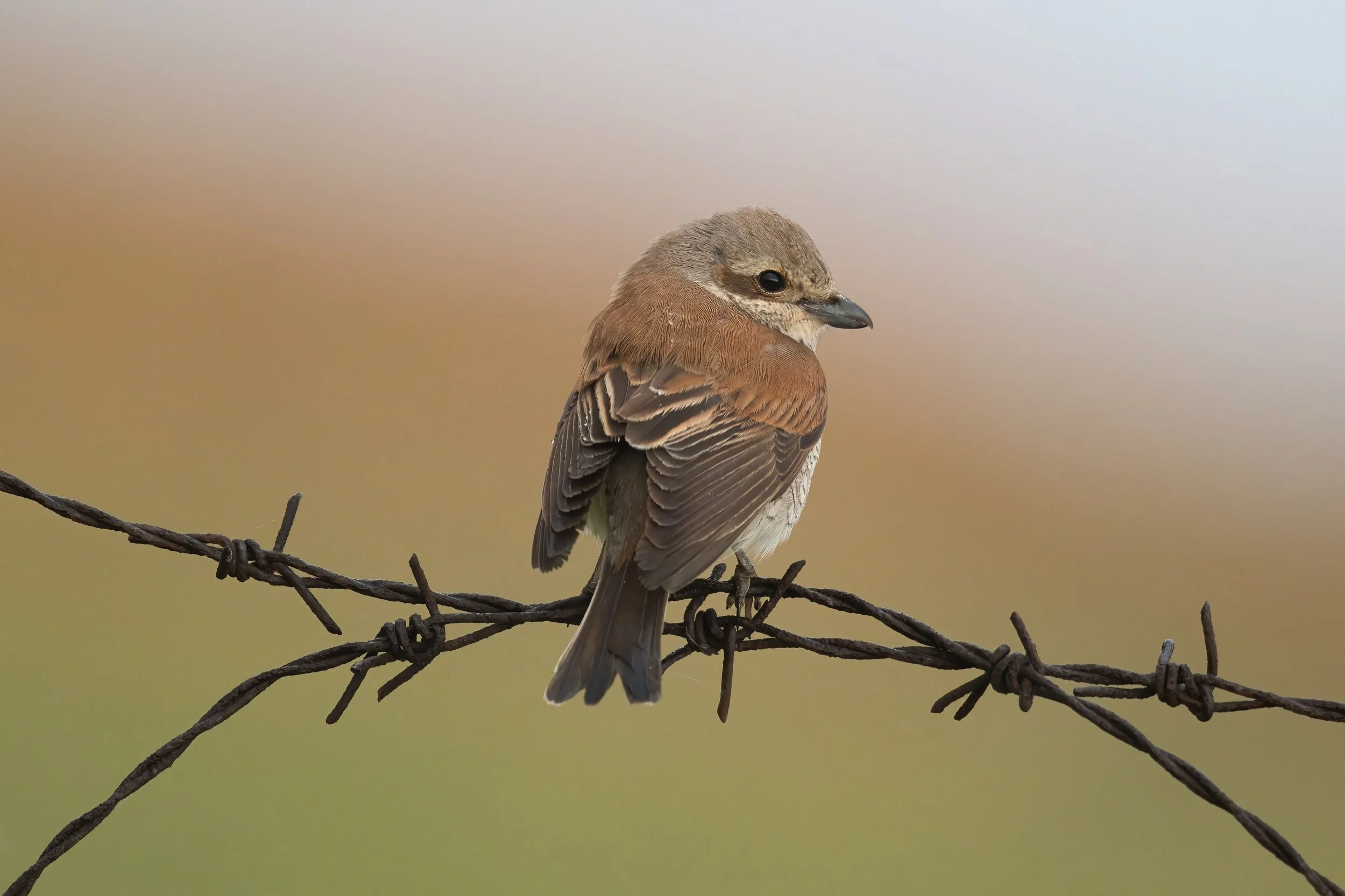 Red-backed shrike, Lebanon Terbol 07-May-2023,Nikon D850 Nikon 800mm 5.6 TC1.4