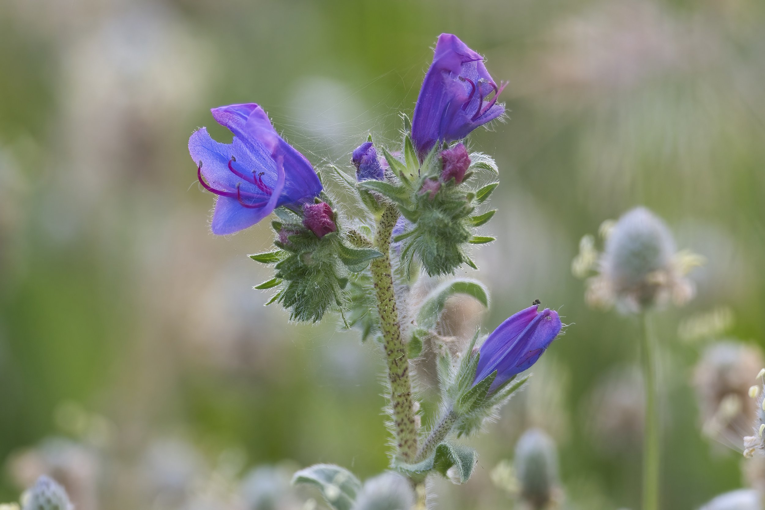 Flower Photo Lebanon