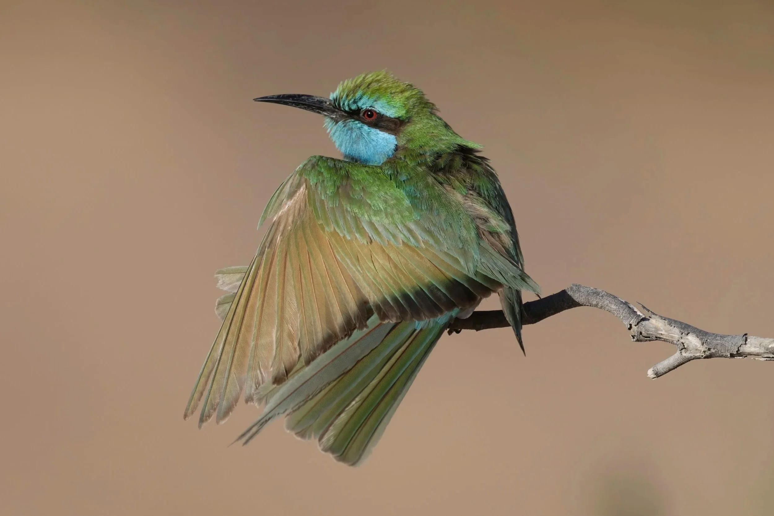 Arabian Green Bee-eater (Merops cyanophrys)