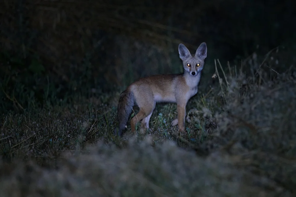 Red fox standing in the grass at night