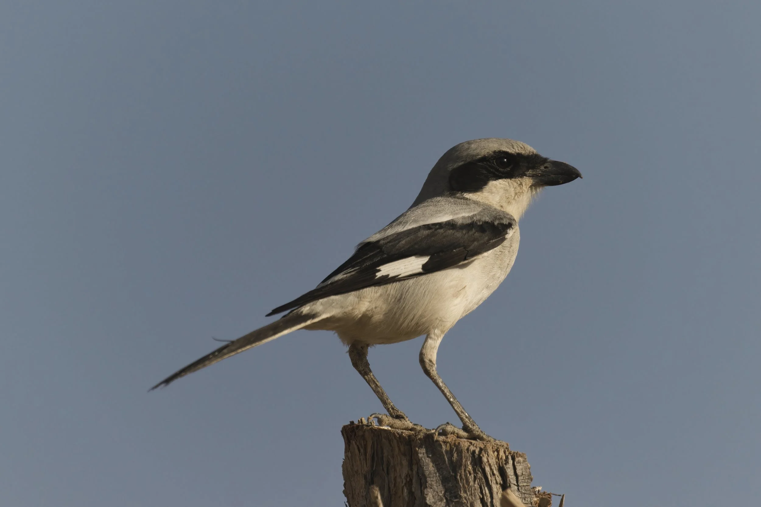 Great Grey Shrike / Lanius excubitor