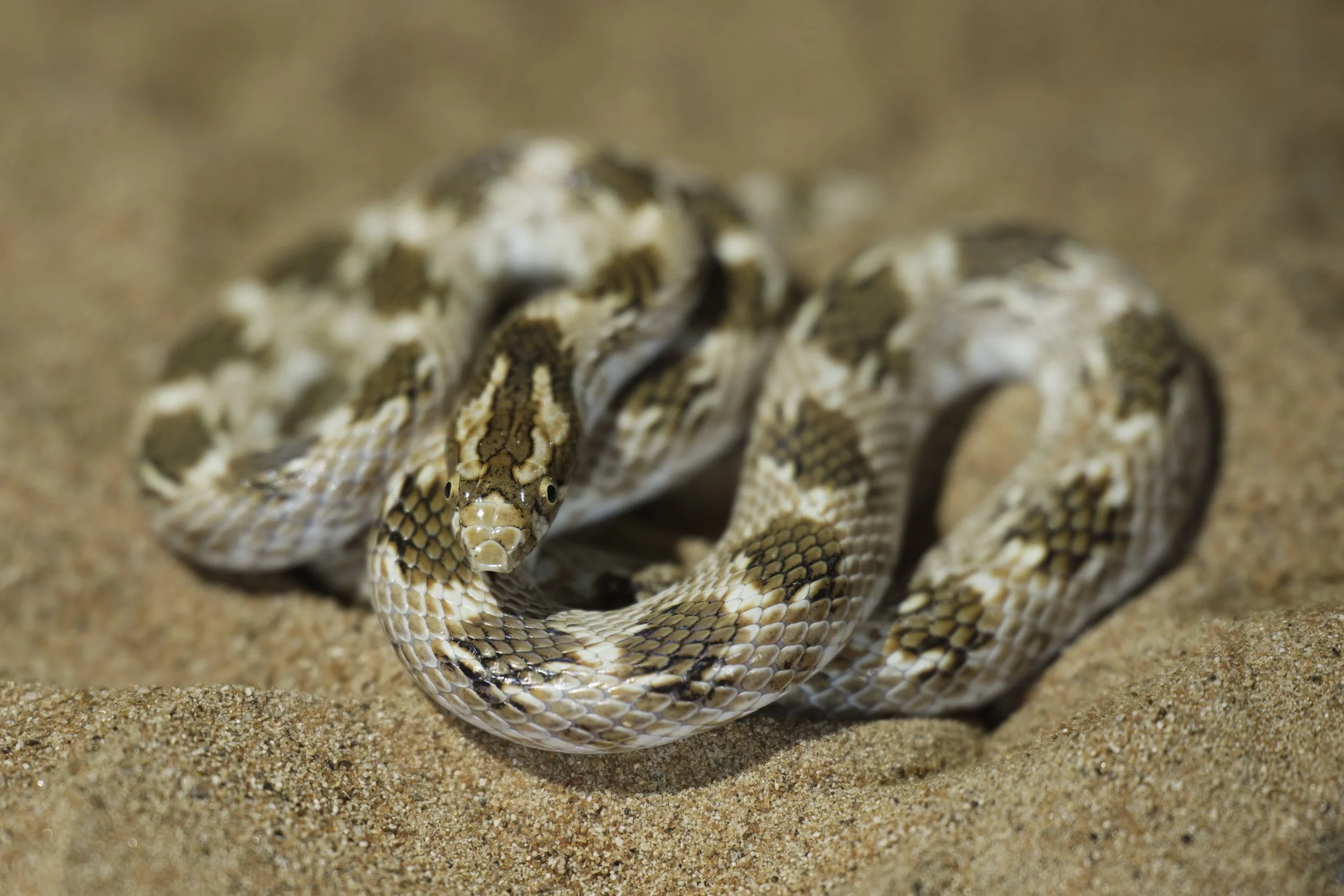 Crowned Leaf-nosed Snake Z090515.jpeg