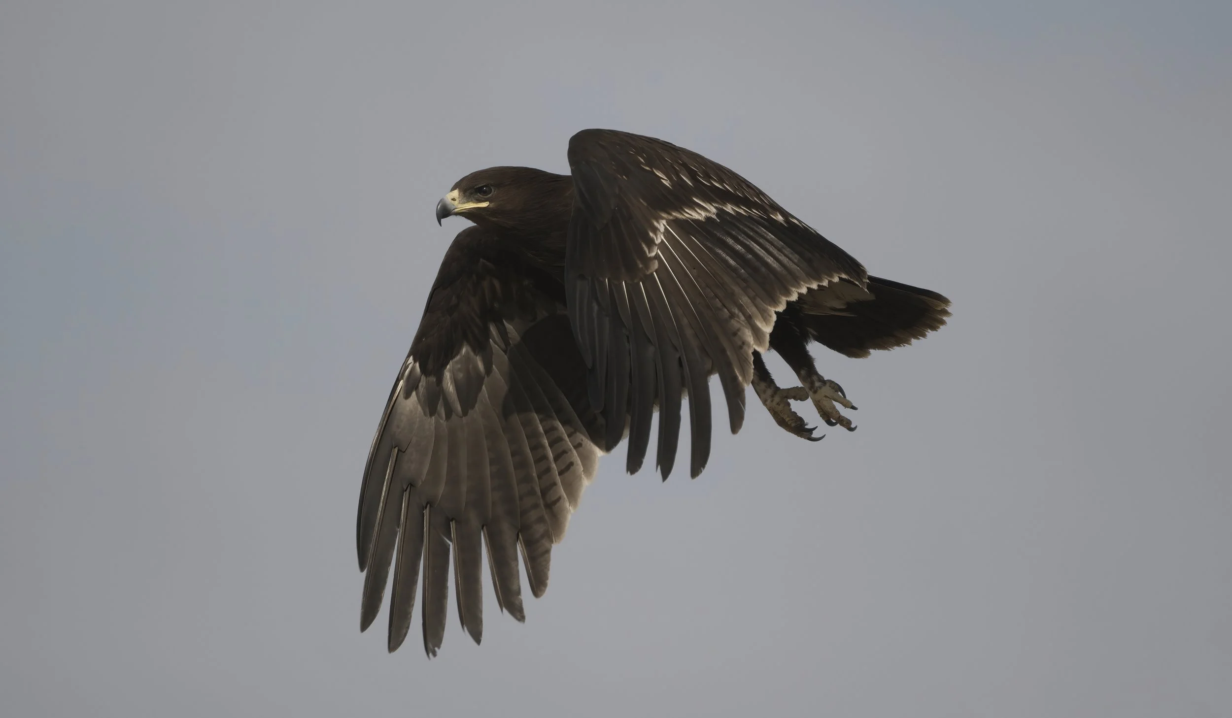 UAE Birds Migration
