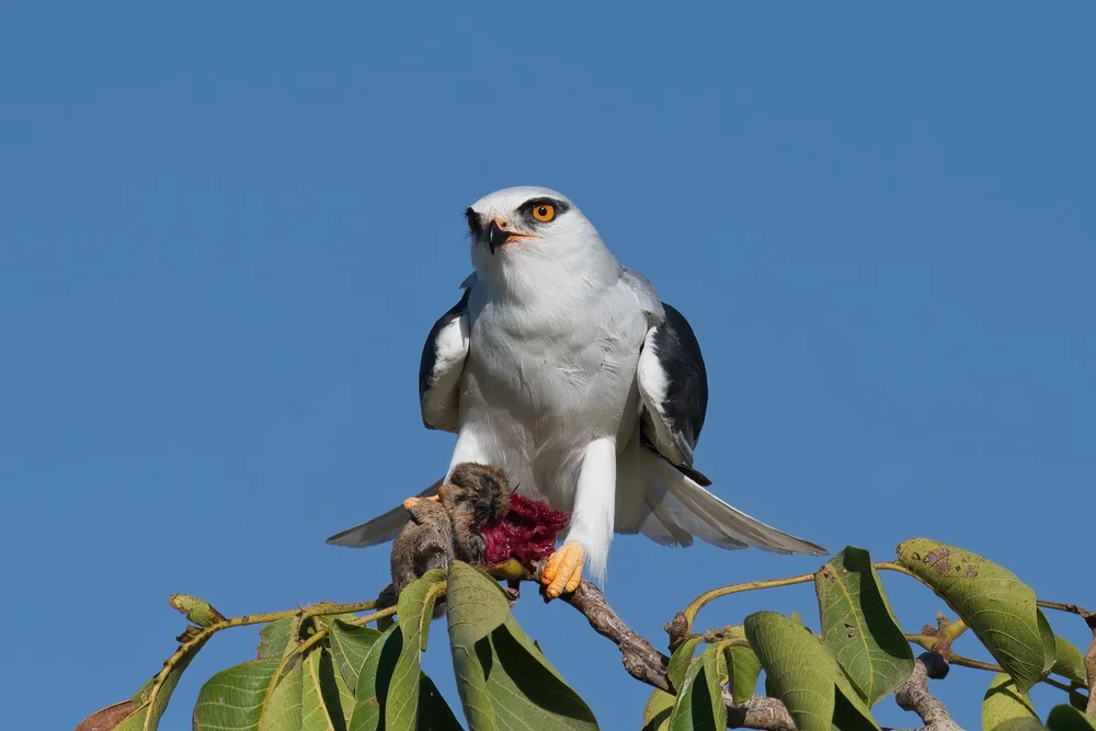 Black-winged Kite (Elanus caeruleus)