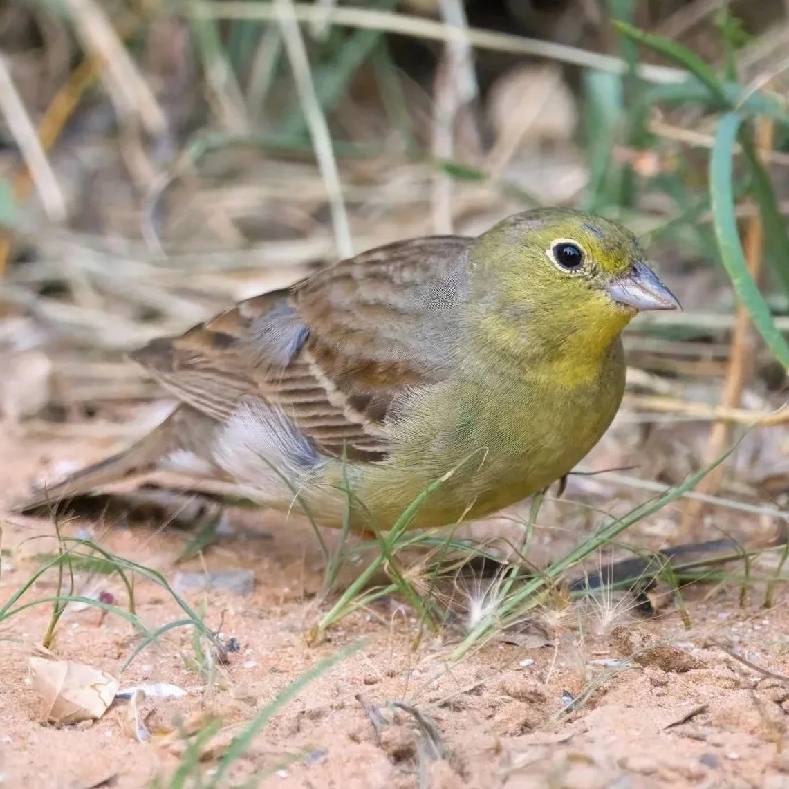 Birds of Eurasia