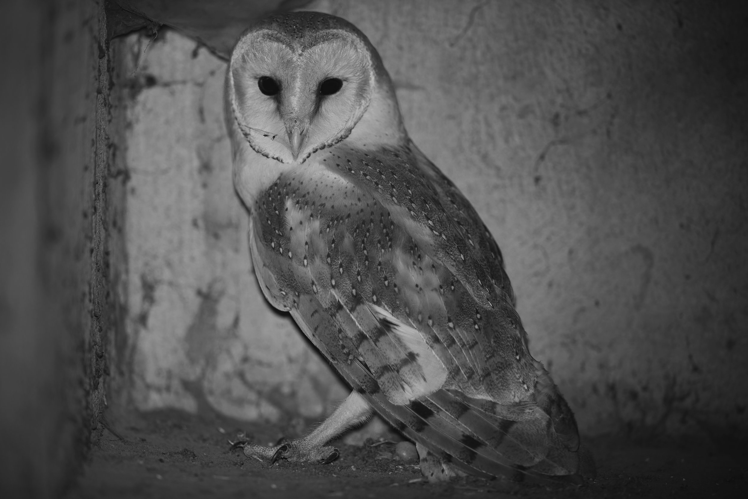 Barn Owl Lebanon