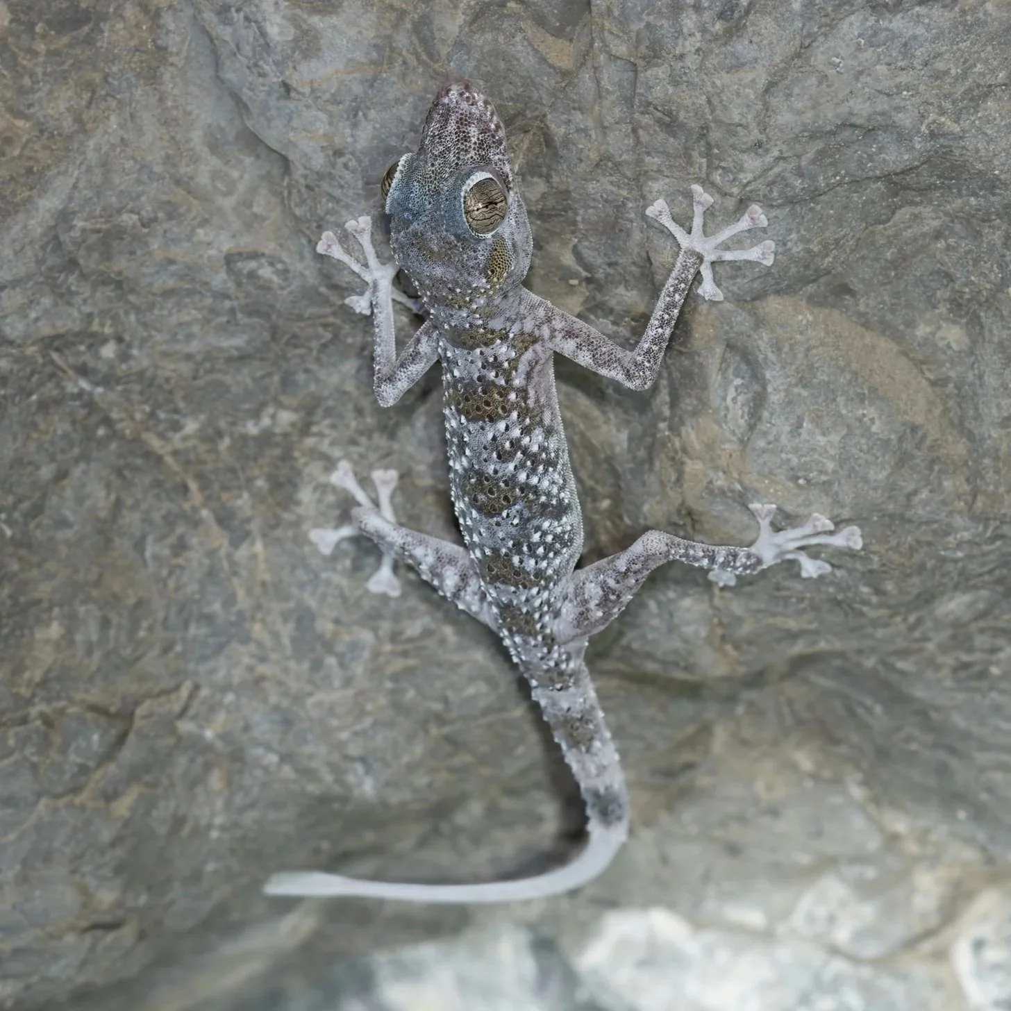 Gardner’s Leaf-toed Gecko \ Asaccus gardneri