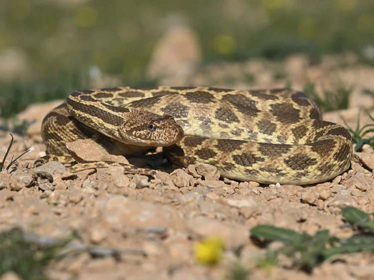 Diadem Snake, Lebanon