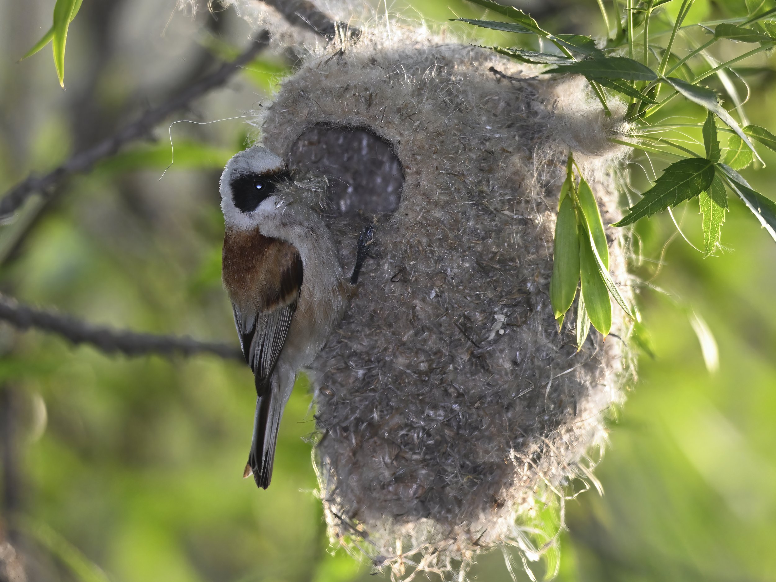 Birds nesting