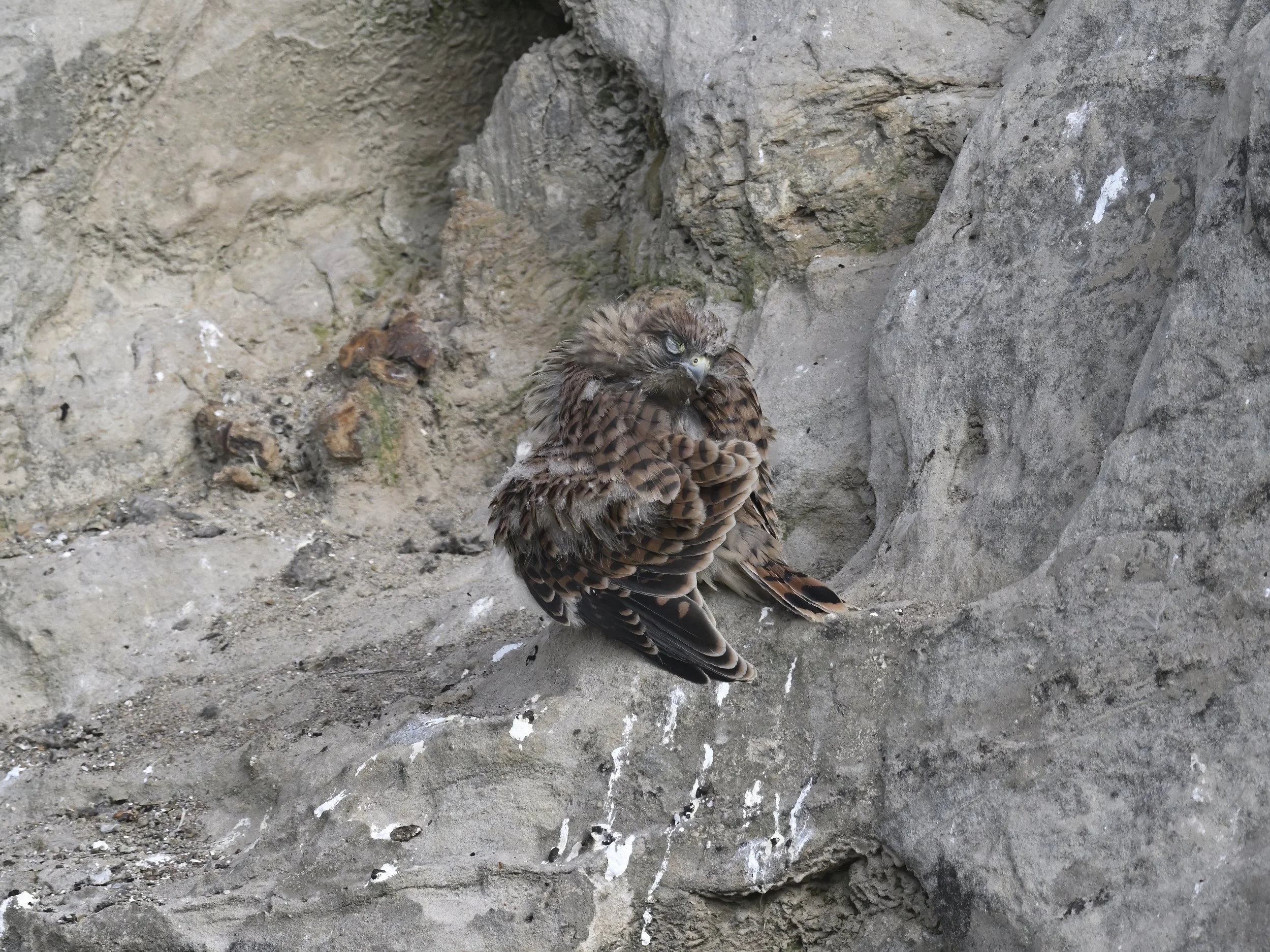 Birds of prey fledging