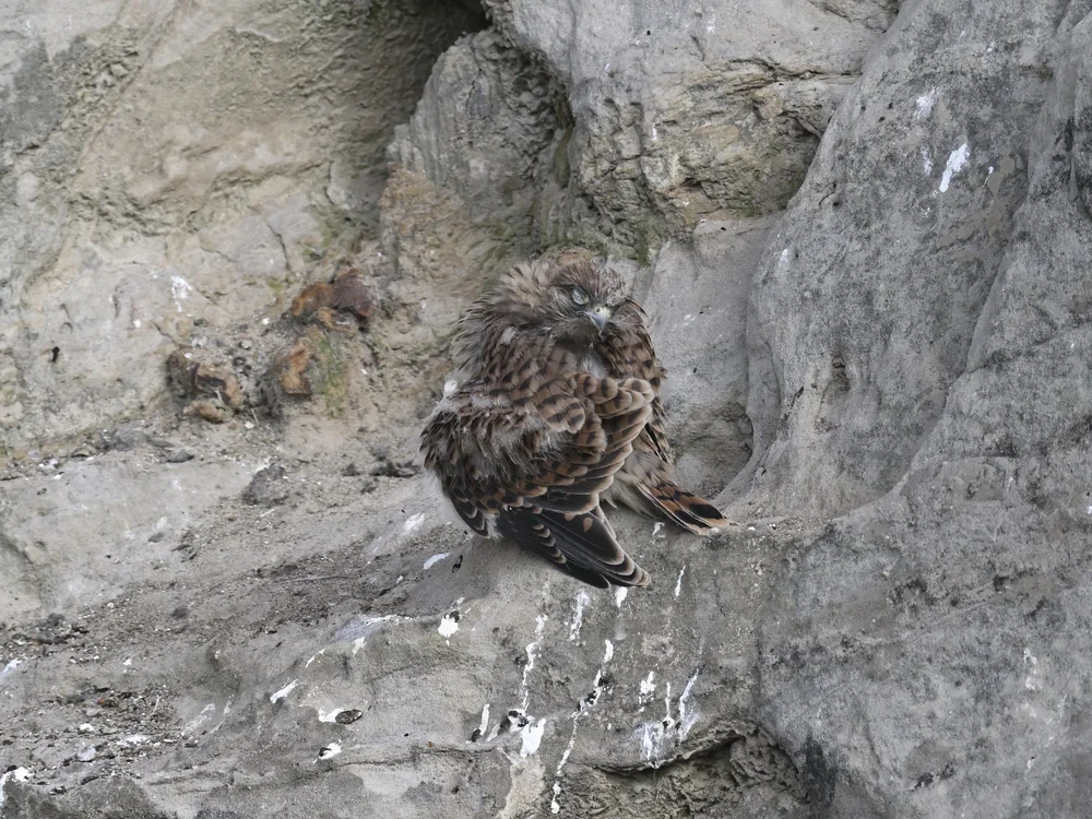 Eurasian Kestrel — The Fallen One