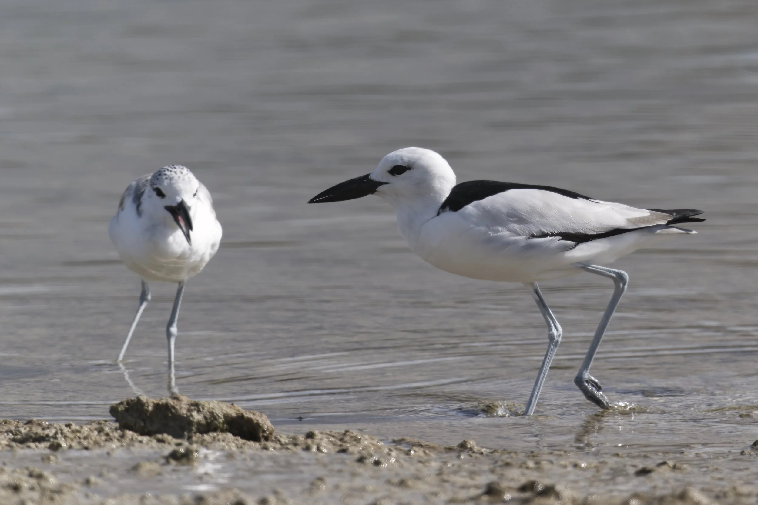 Birds watching Trips UAE