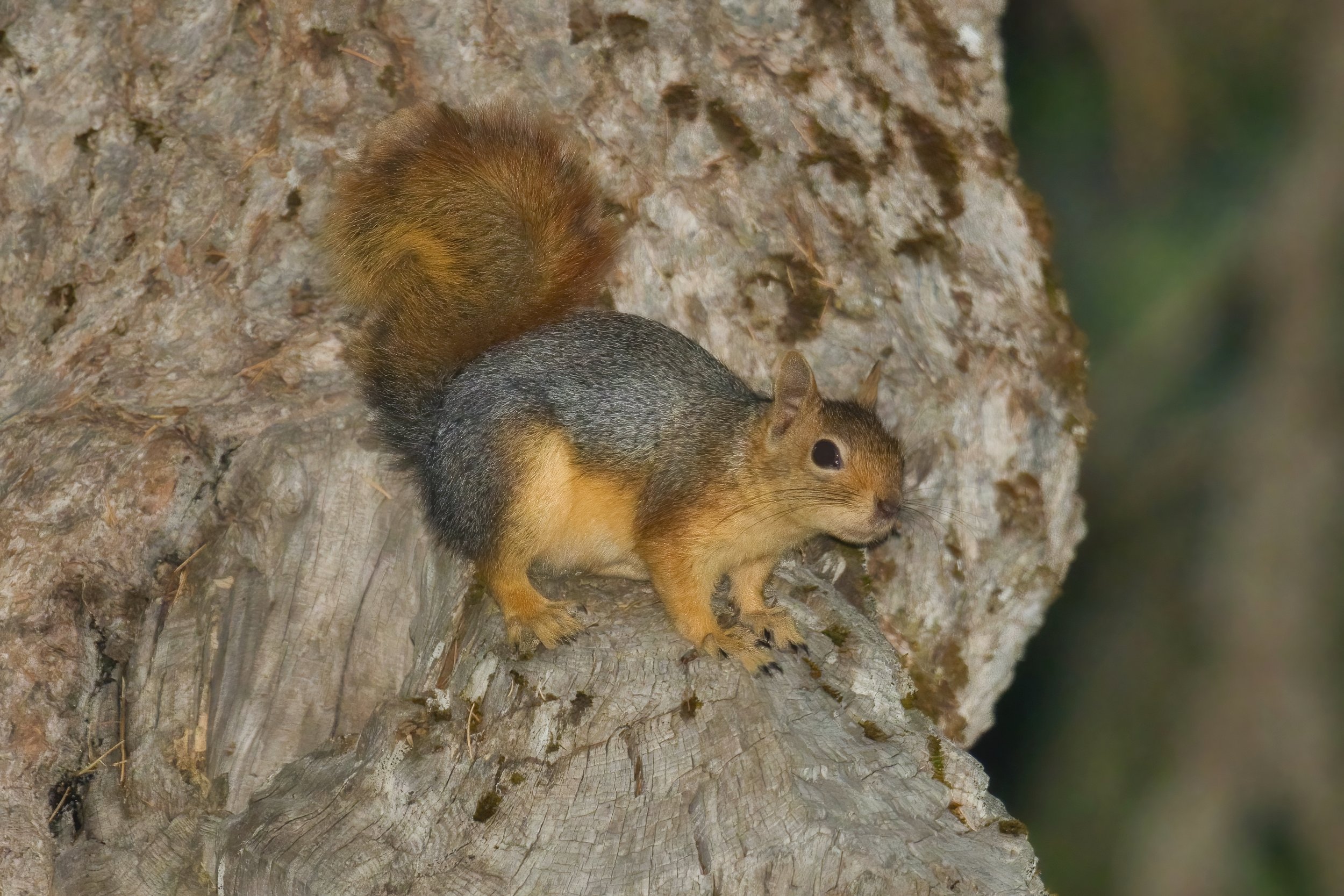 Squirrels Lebanon