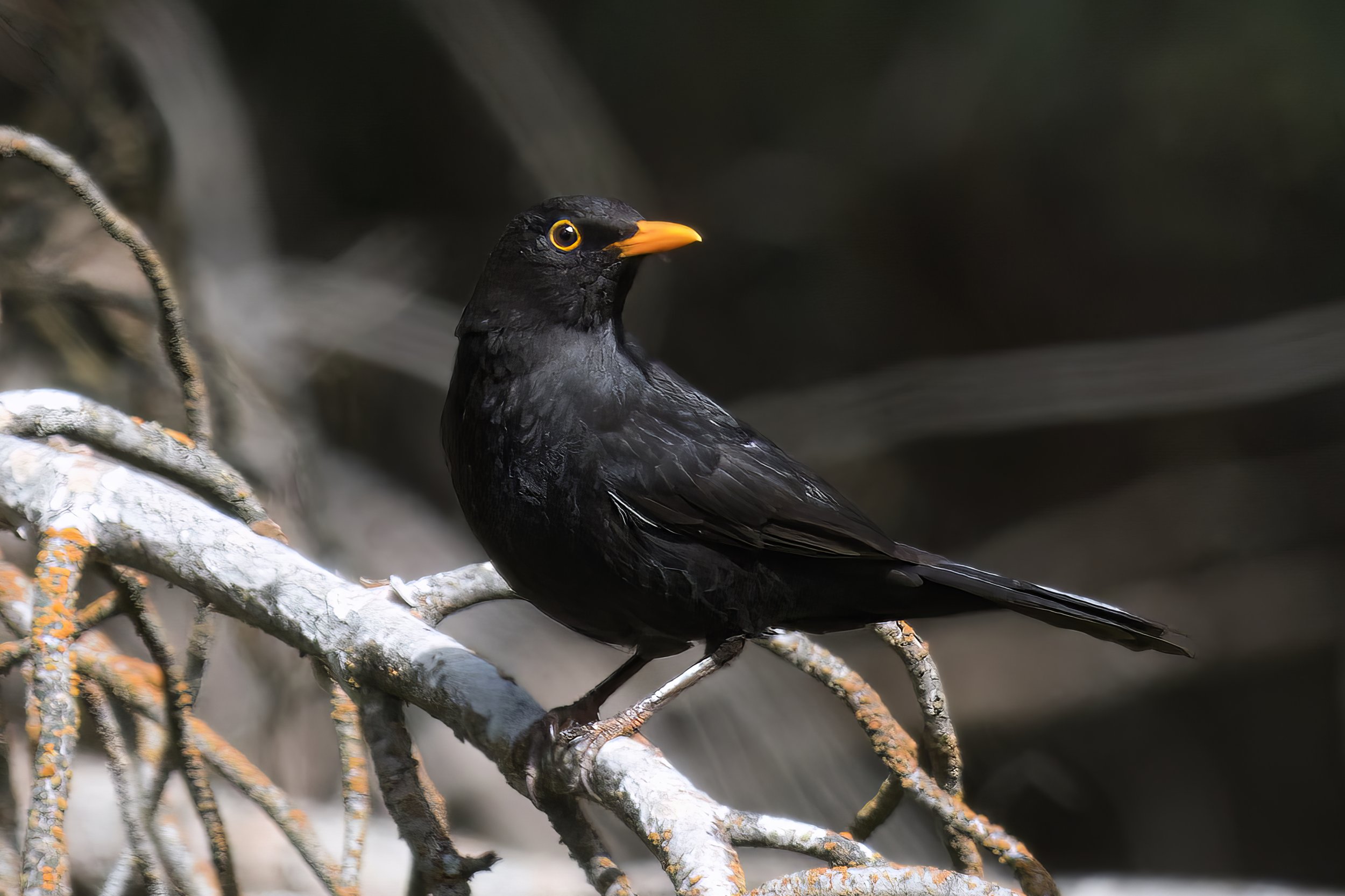 Eurasian Blackbird - Lebanon Lebanon
