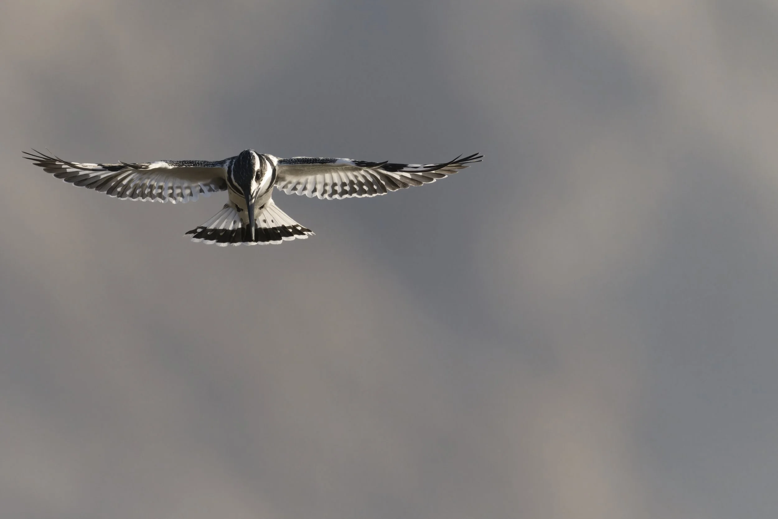 Best Birds watching Guide UAE