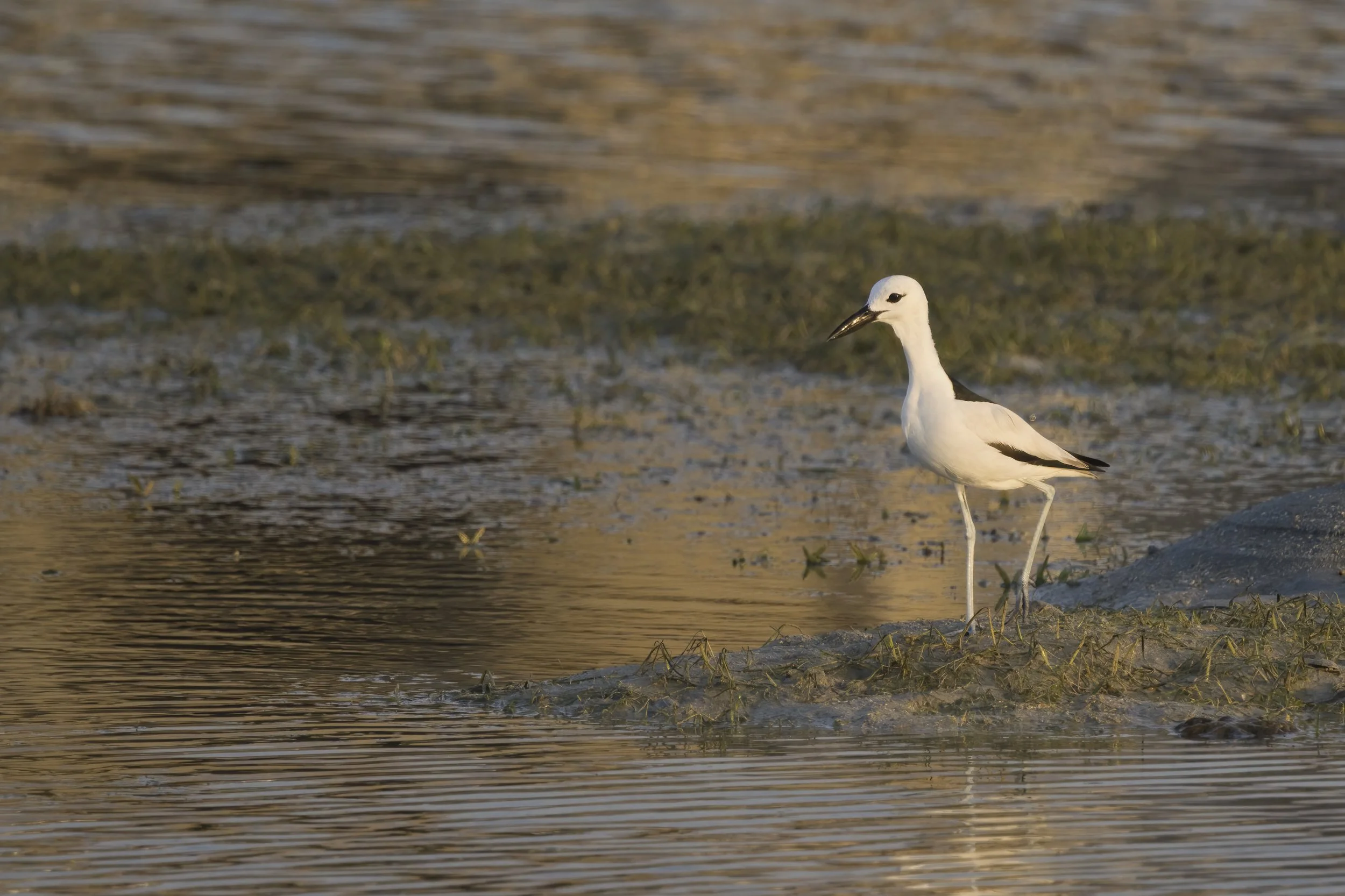 Birds watching Trips UAE