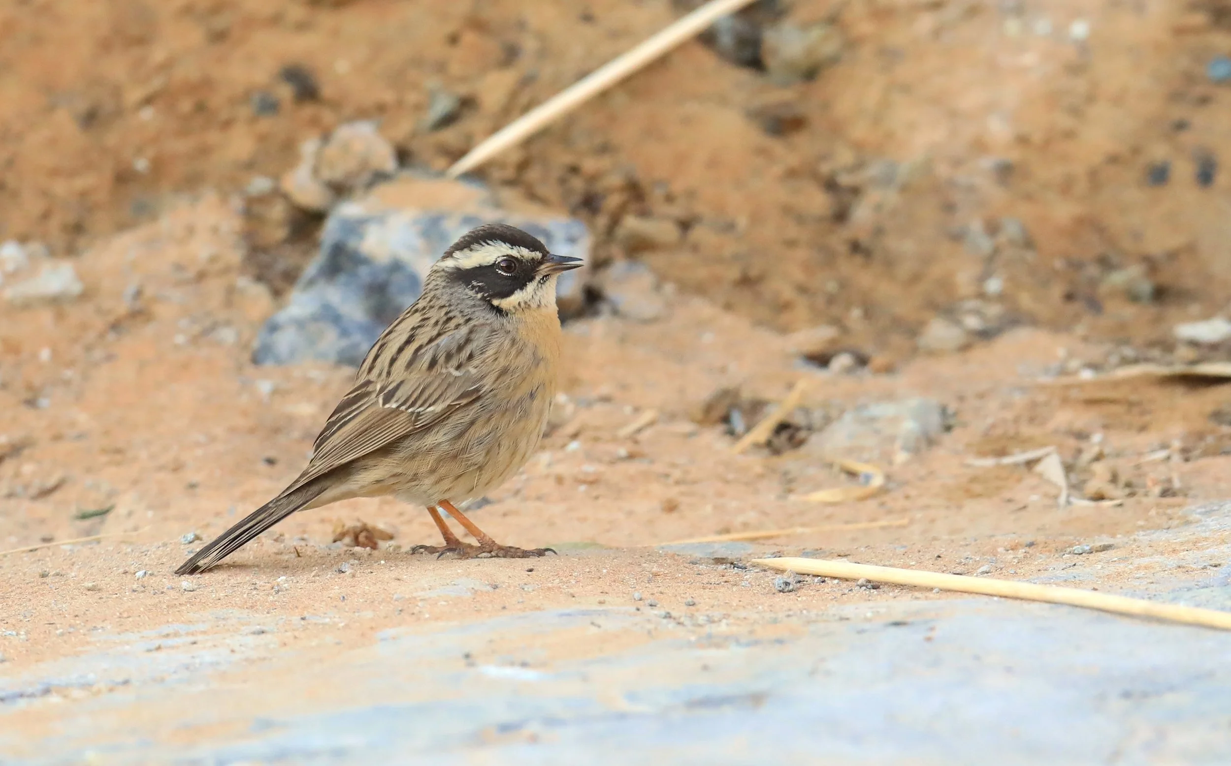 Photo Credit: Paul Kinnock