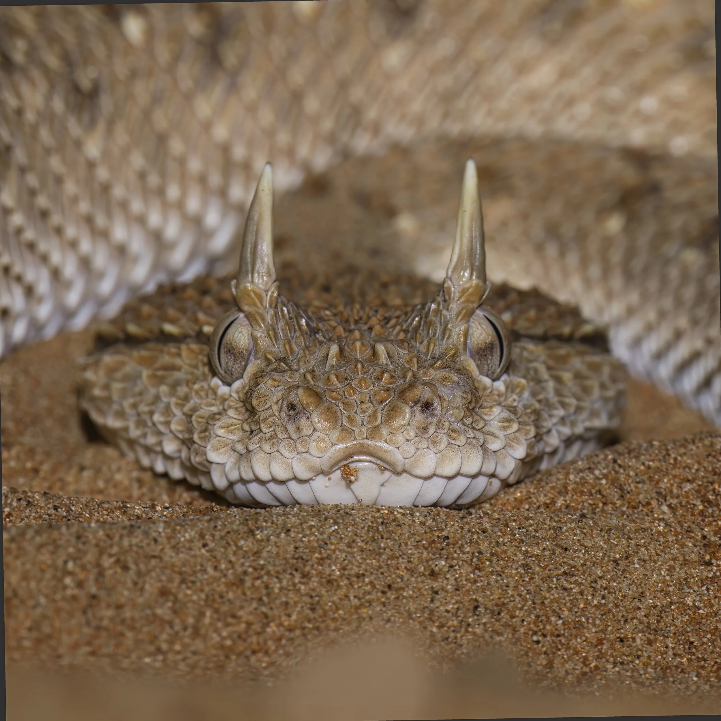 Arabian Horned Viper (Cerastes gasperettii)