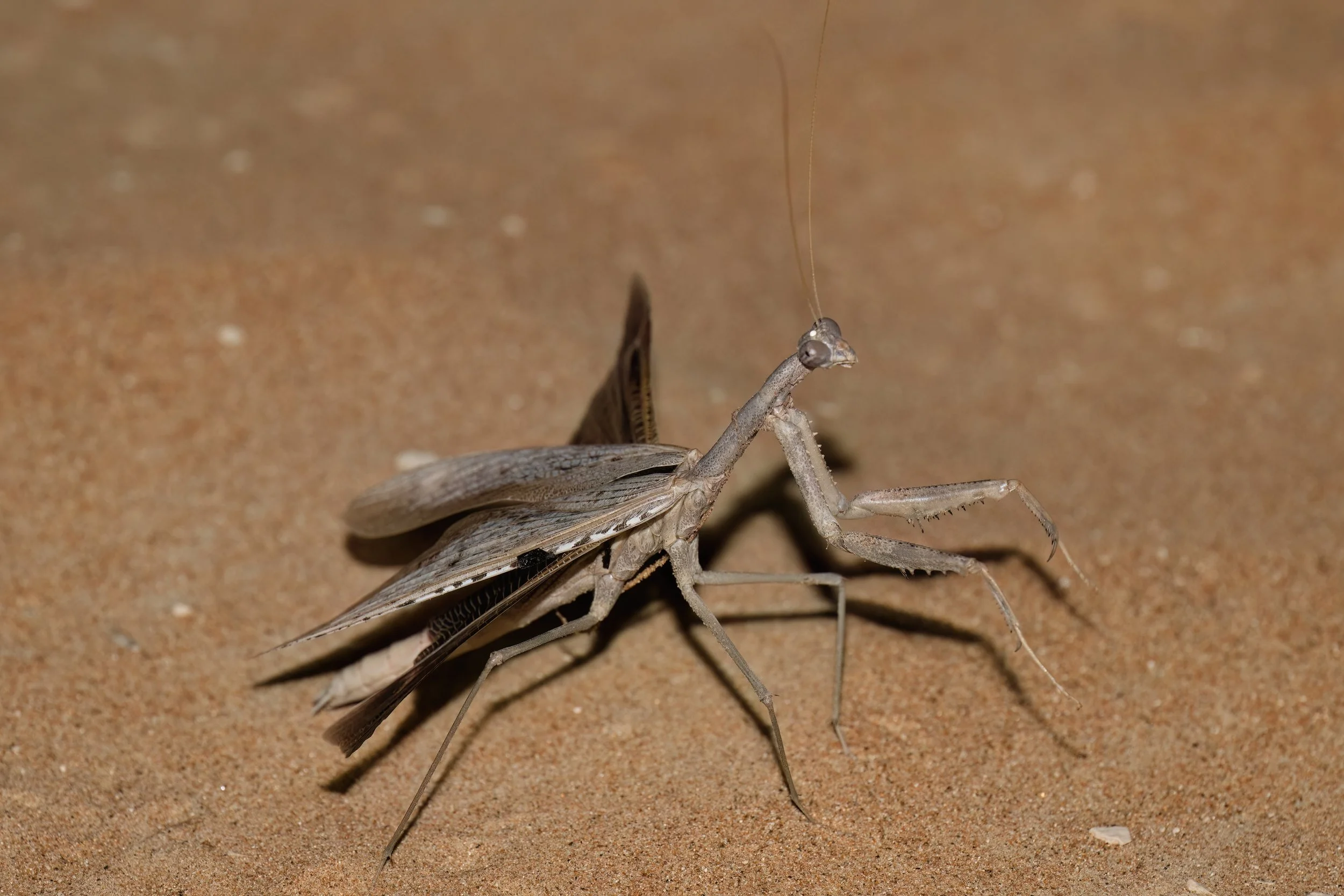 Baetic Ground Mantis_Z091109.jpeg