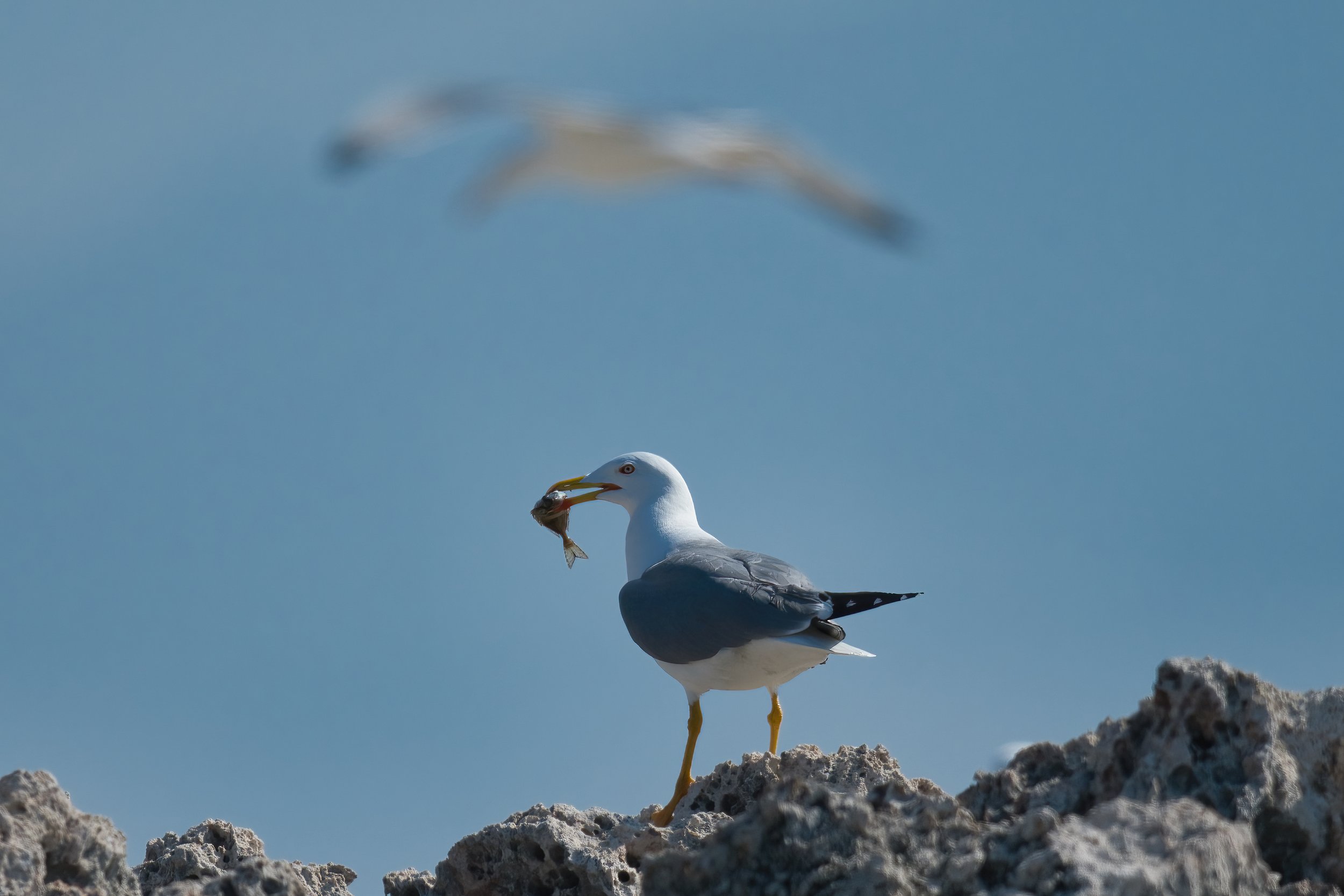 Birds of Lebanon