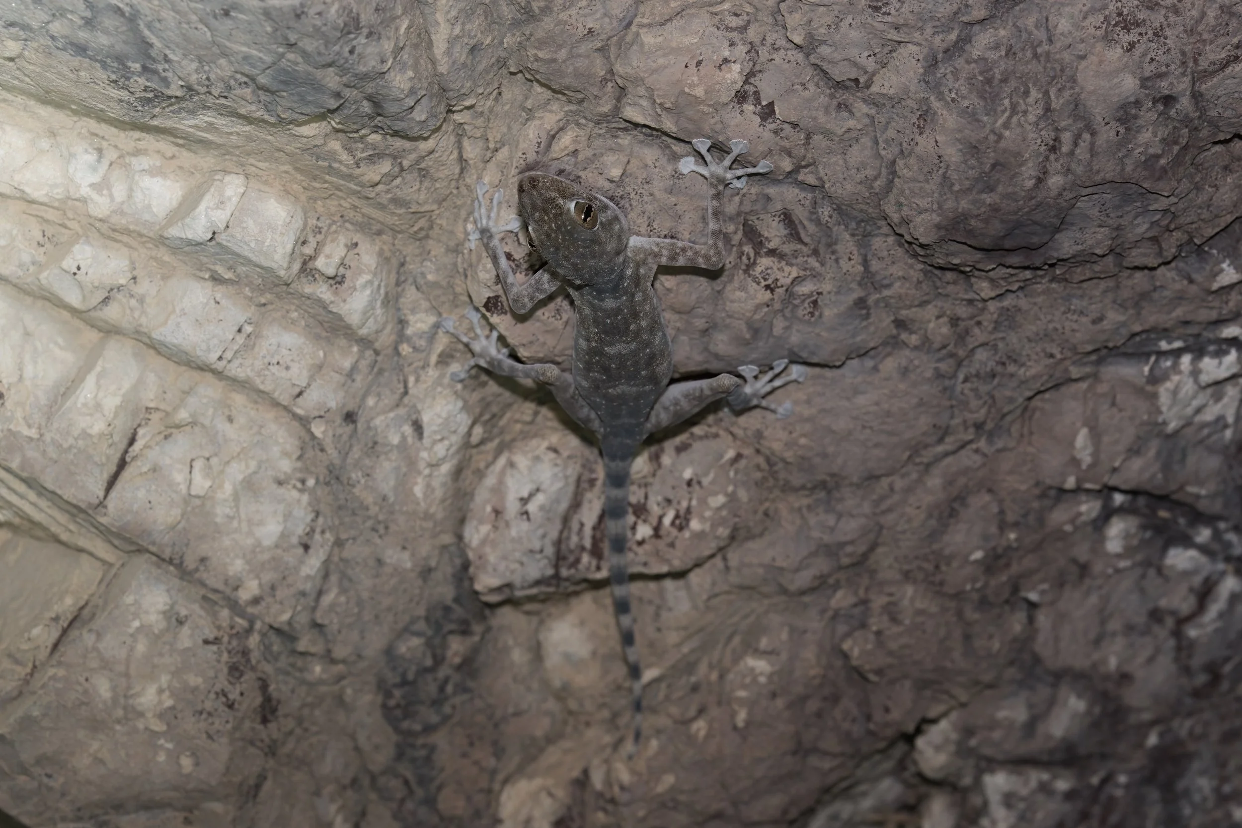 Orlov’s Fan-footed Gecko \ Ptyodactylus orlovi