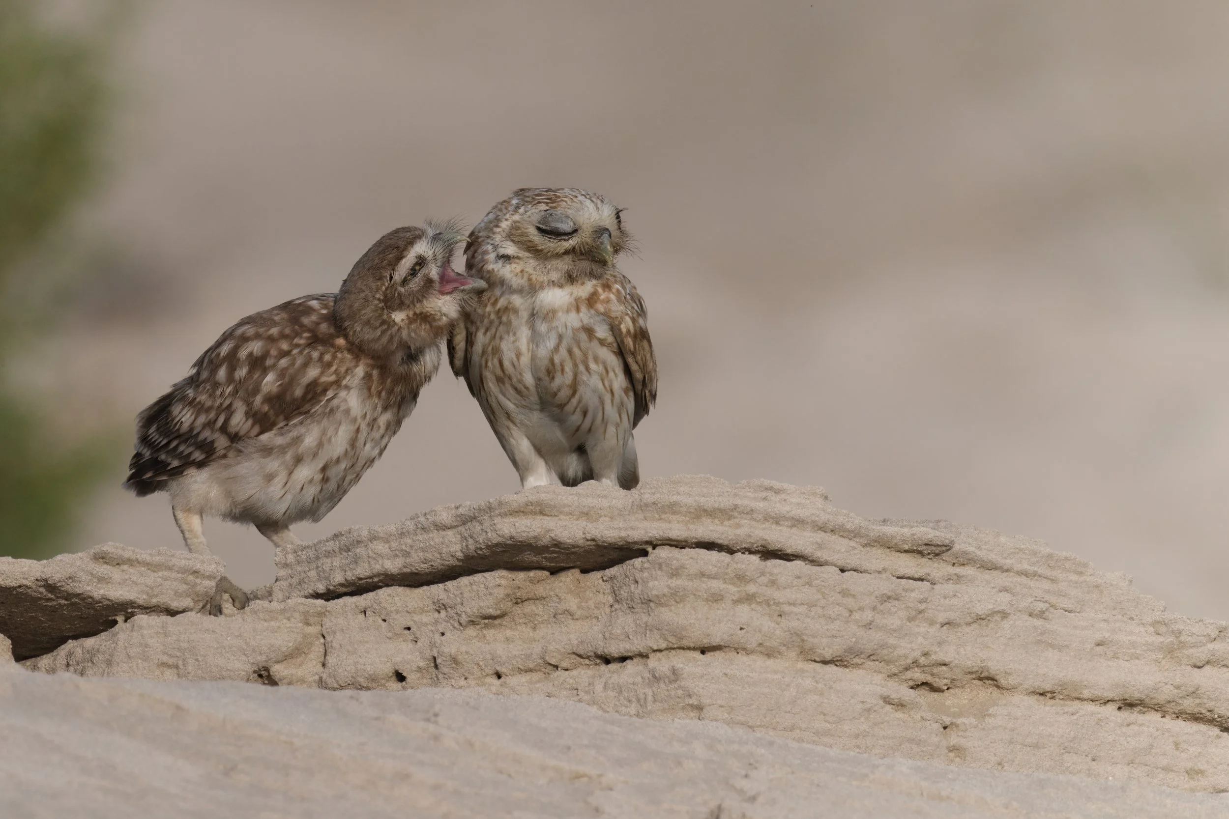 _Z092166 Little Owl.jpeg