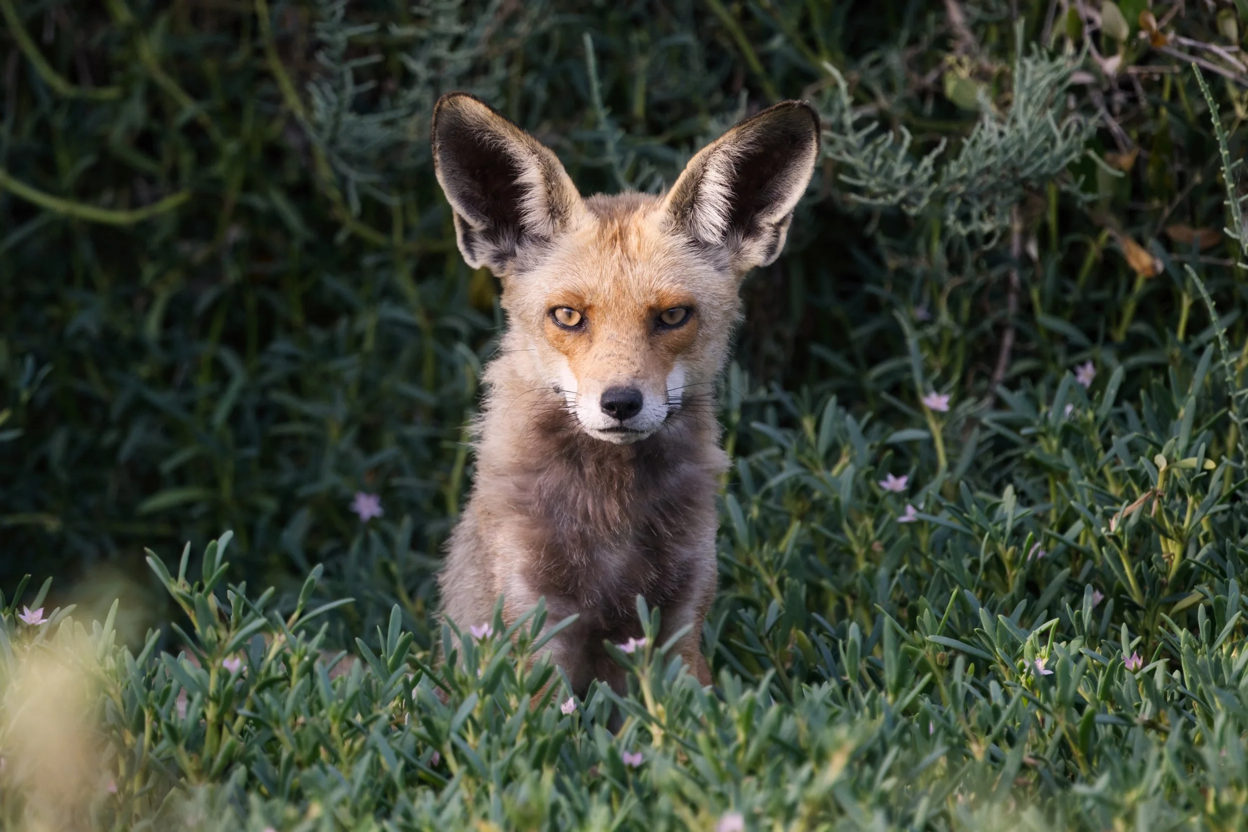 Mammals of UAE