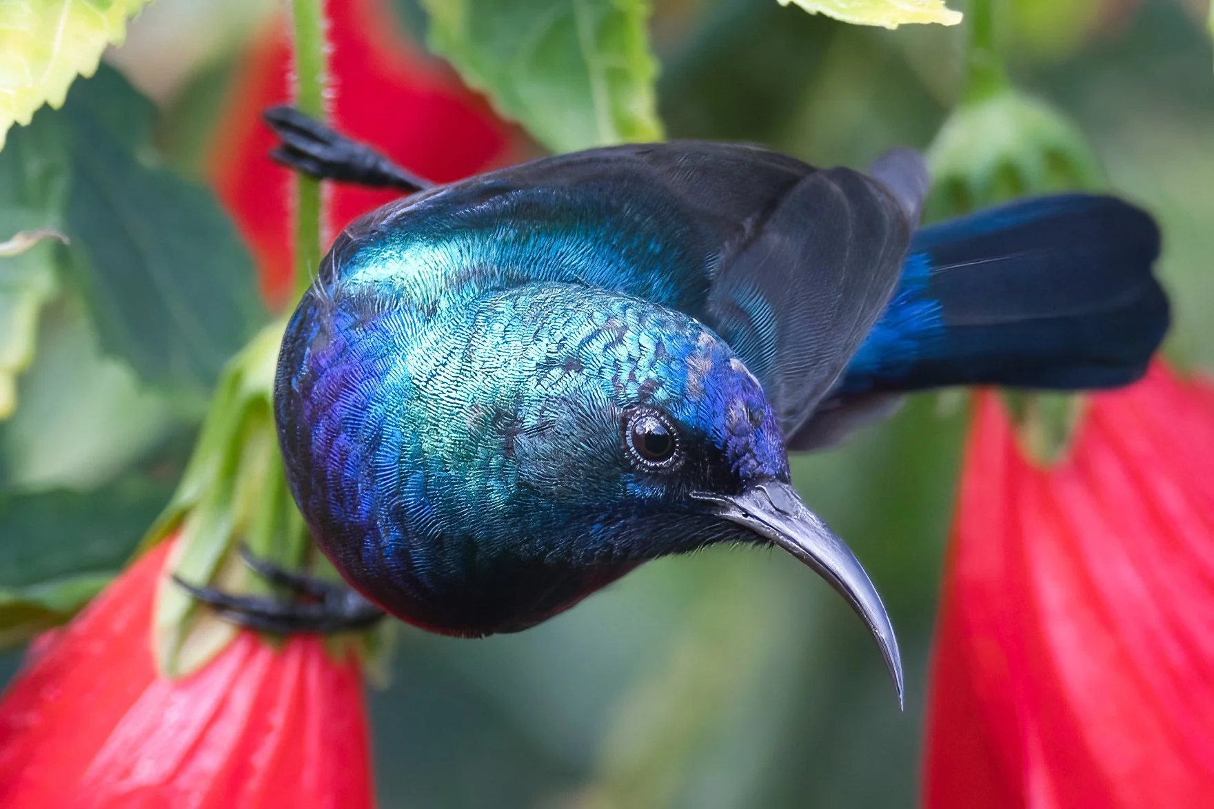 Palestine Sunbird (Cinnyris osea)