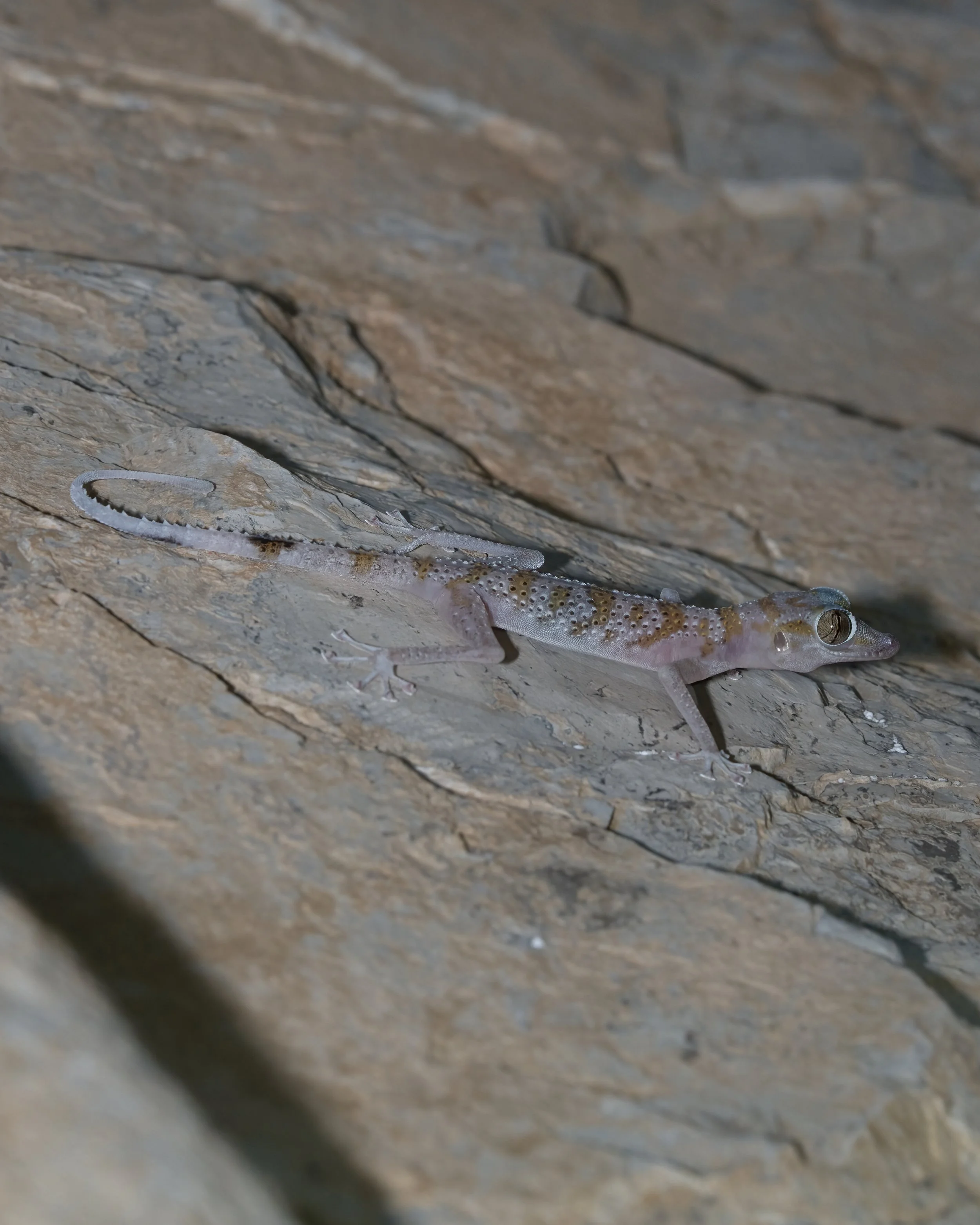 Gardner’s Leaf-toed Gecko (Asaccus gardneri)