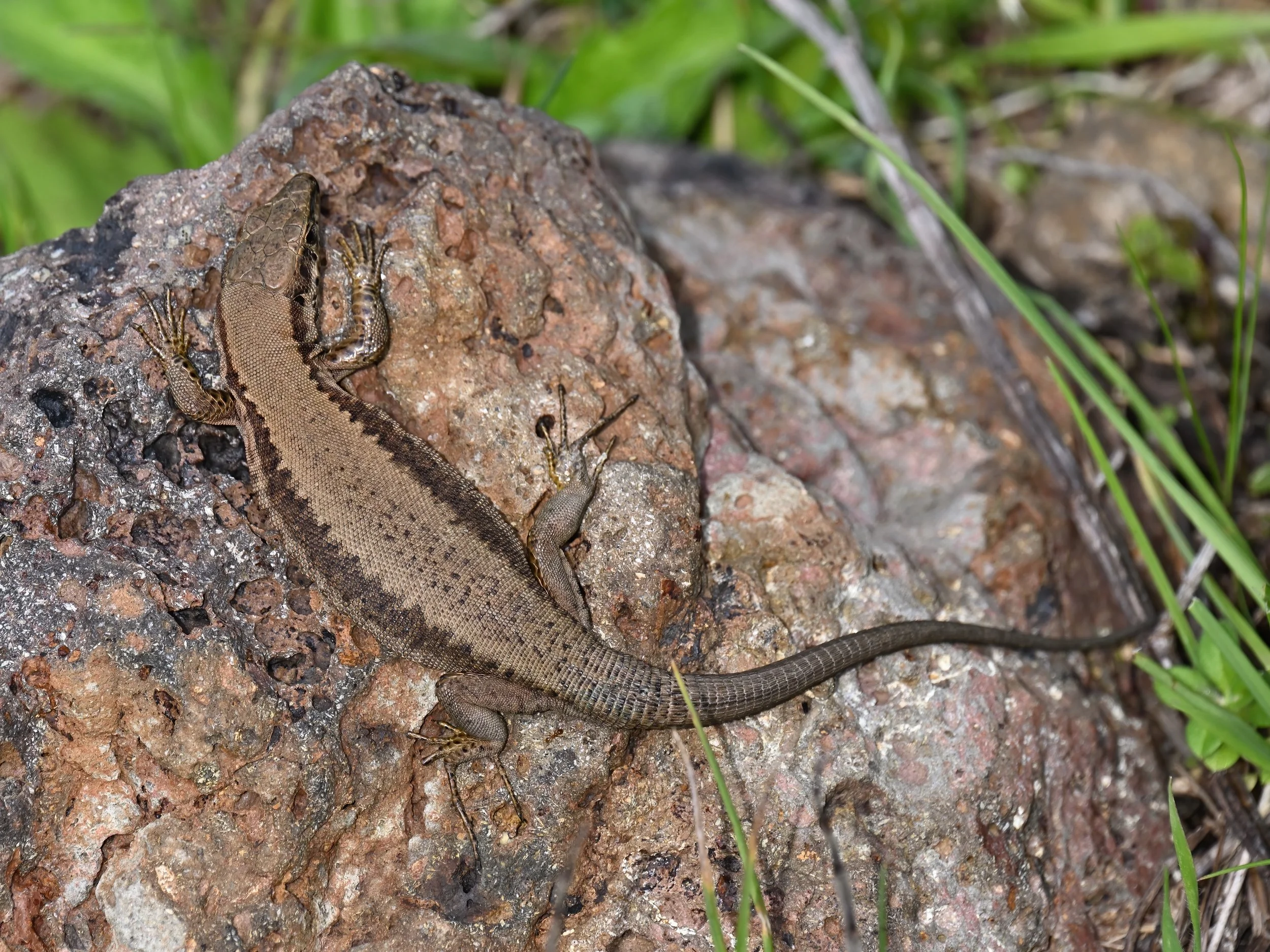 Lebanon Lizard Z09_0161.jpeg