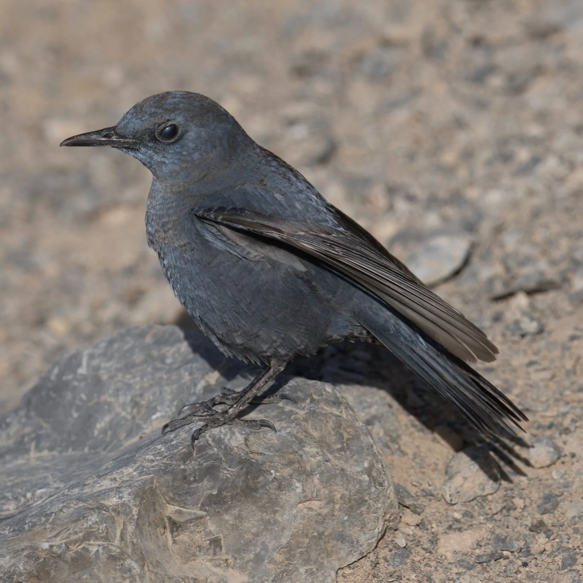 Blue Rock-thrush (Monticola solitarius)