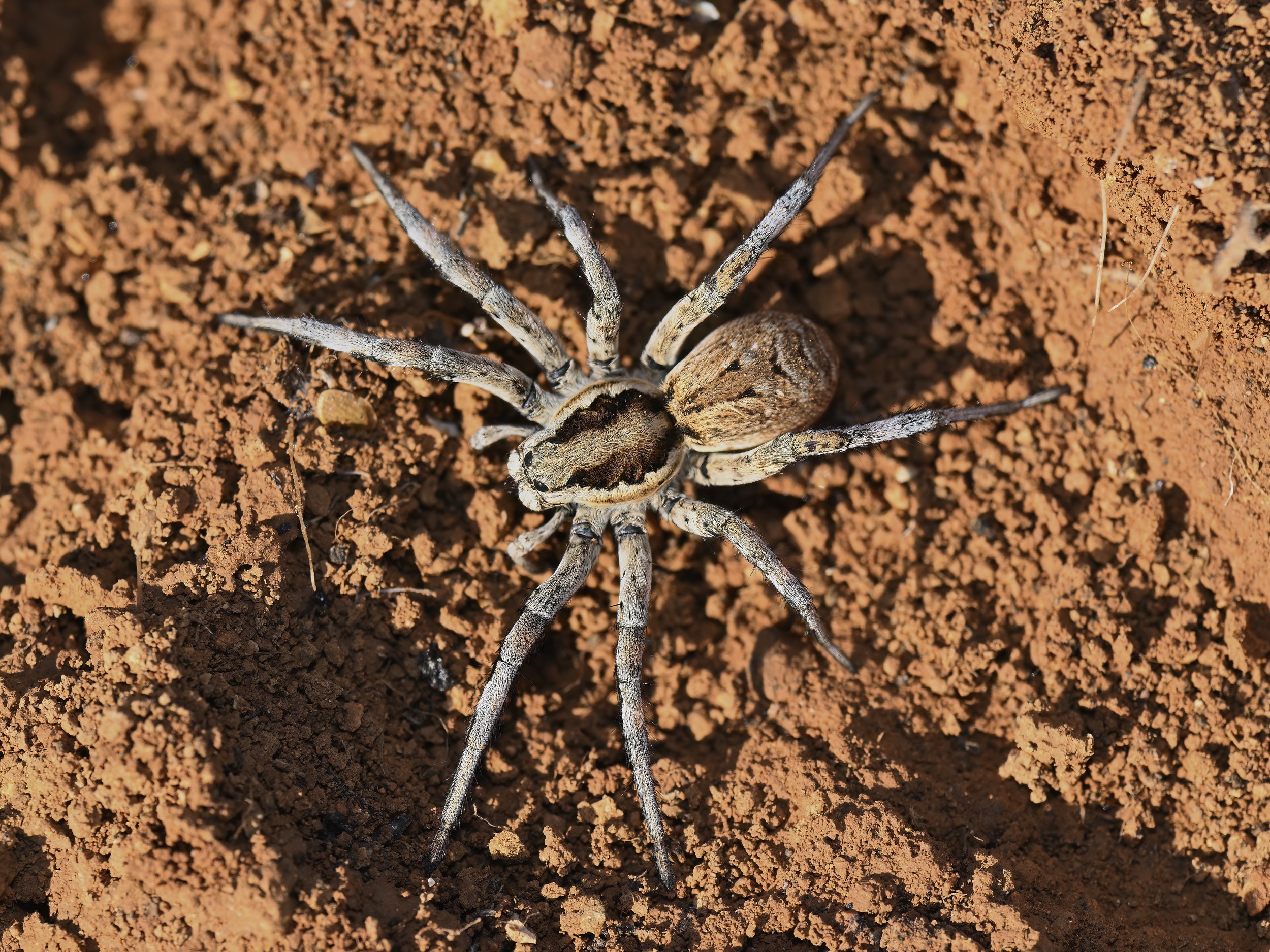 Z09_0139_Wolf Spider.jpeg